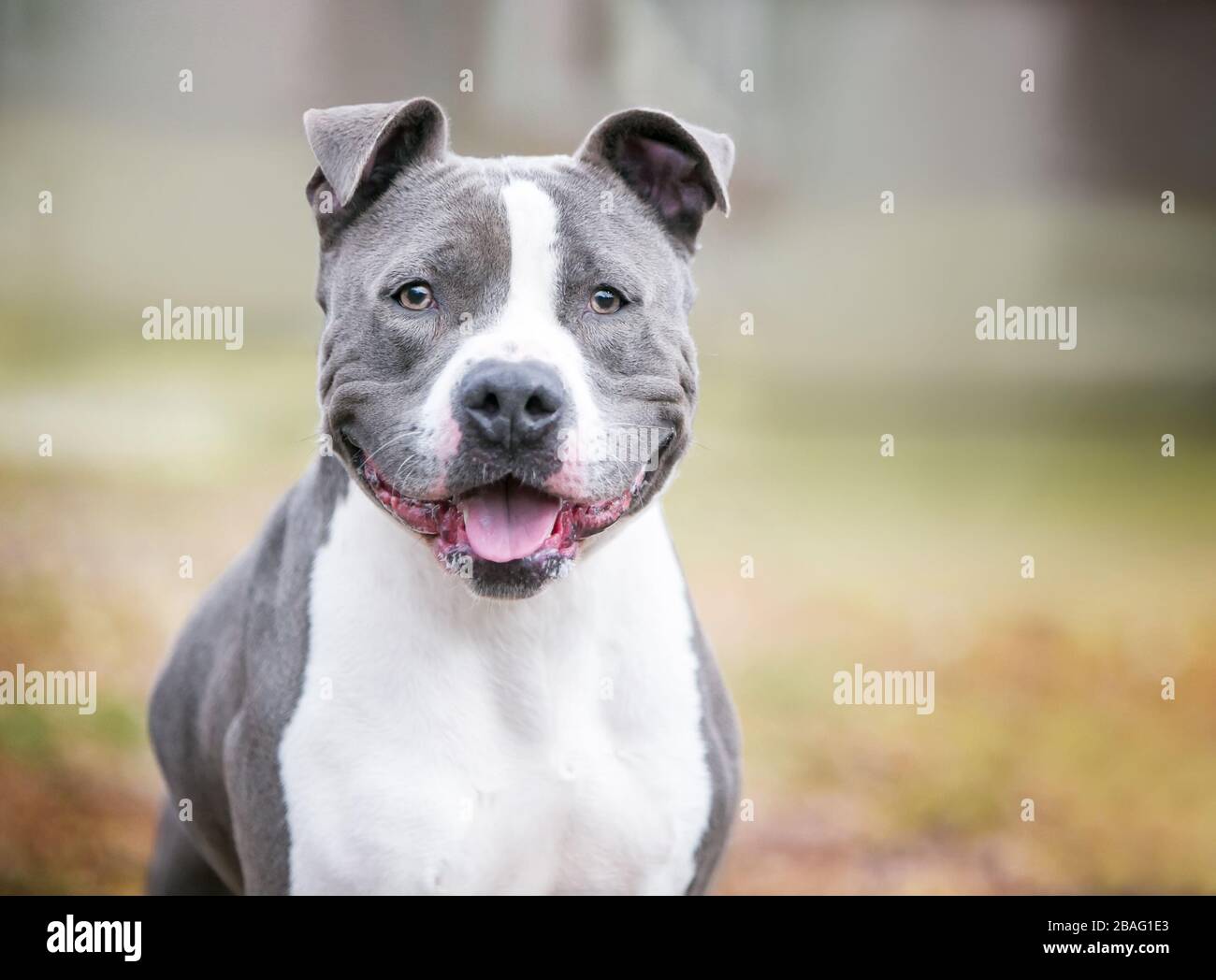 Ein freundlicher grau-weißer Pit Bull Terrier gemischter Rassehund mit einem glücklichen Ausdruck Stockfoto