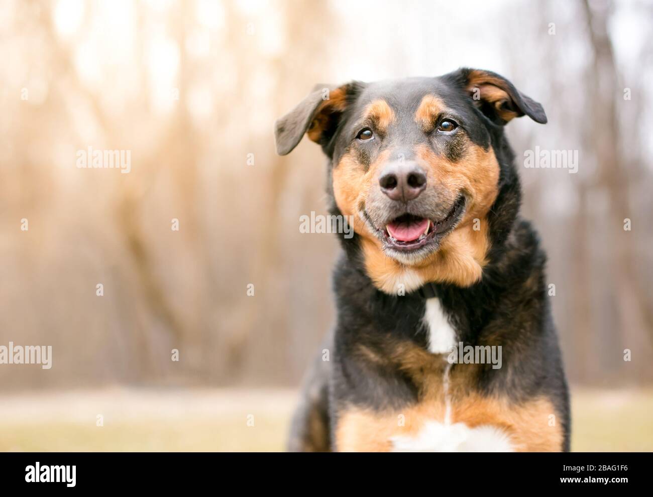 Ein dreifarbiger gemischter Rassehund mit einem glücklichen Ausdruck, der im Freien sitzt Stockfoto