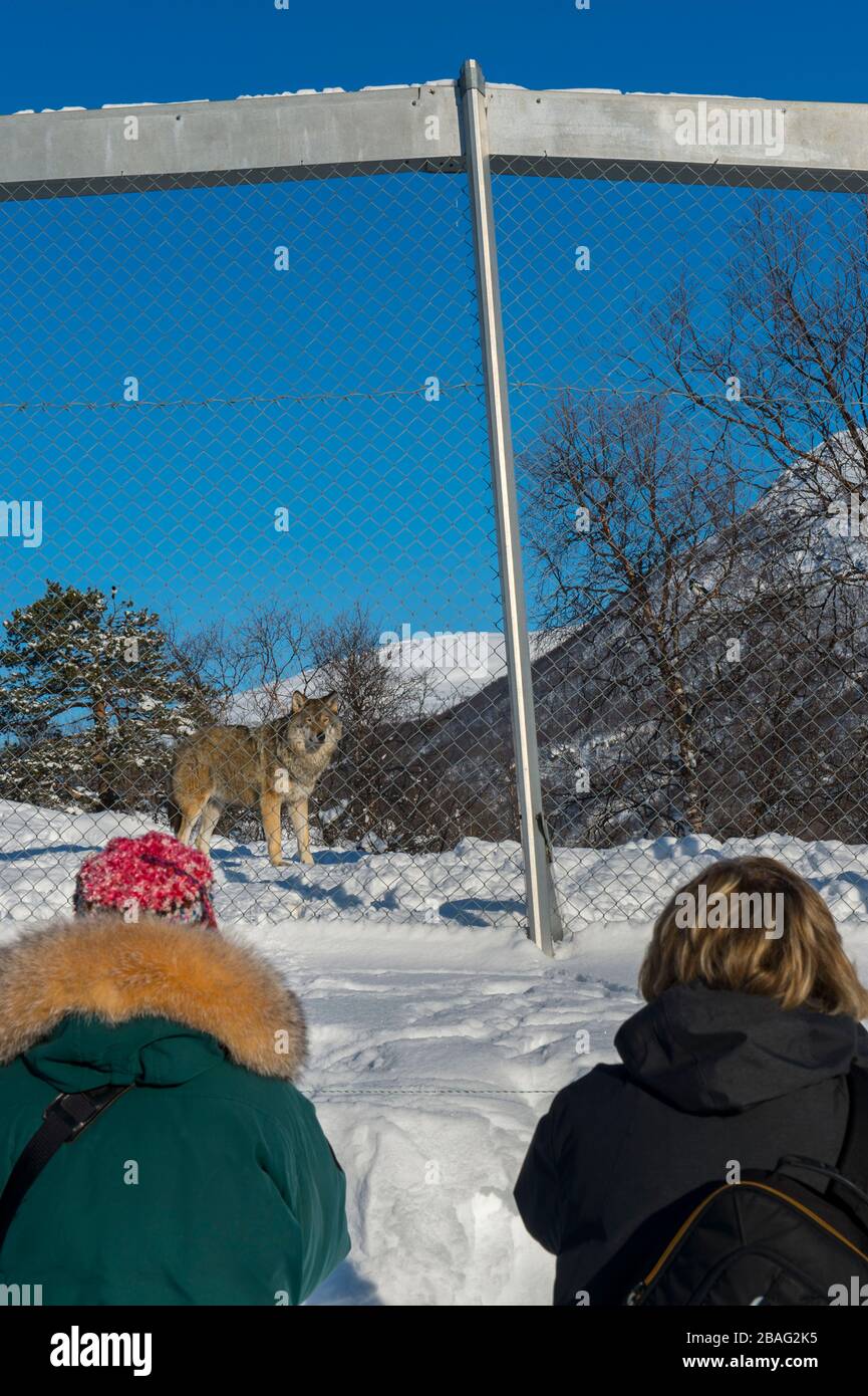 Menschen, die graue Wölfe (Canis lupus) im Schnee fotografieren, können sich in einem Wildpark im Norden Norwegens ausleben. Stockfoto