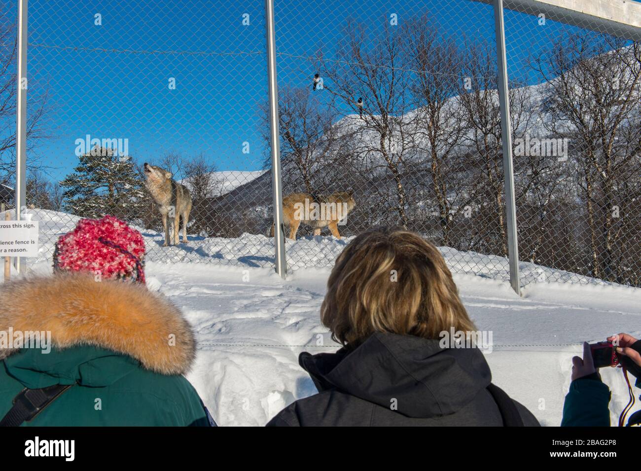 Menschen, die graue Wölfe (Canis lupus) im Schnee fotografieren, können sich in einem Wildpark im Norden Norwegens ausleben. Stockfoto