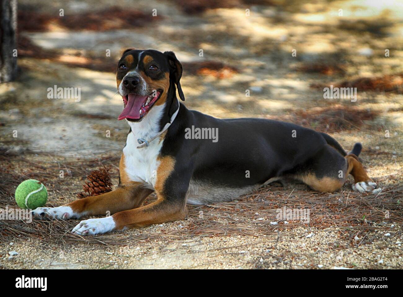 Hund im Schatten mit Ball nachgießen Stockfoto