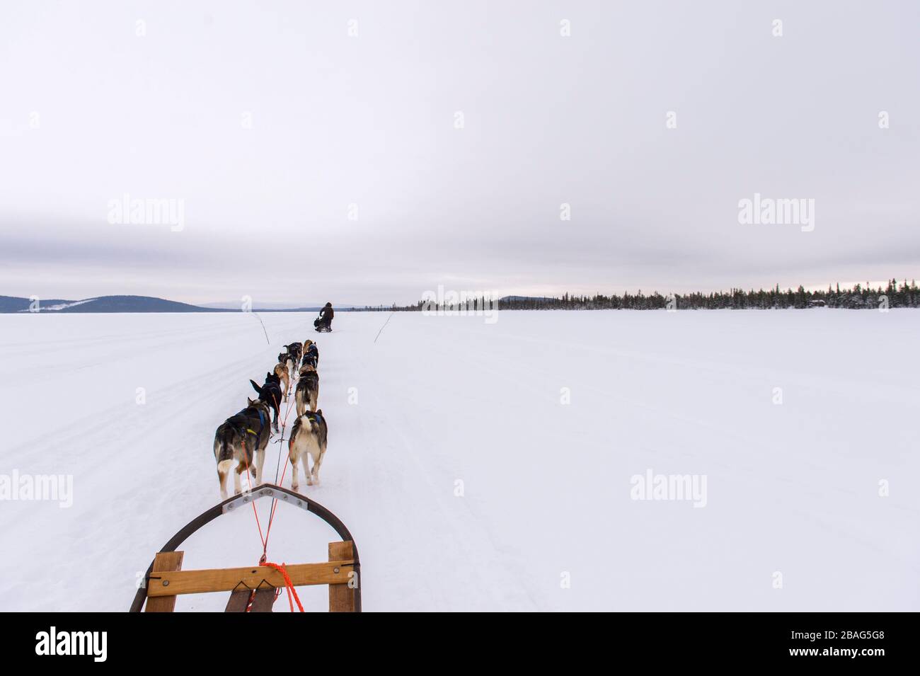 Hundeschlittenfahrt auf dem gefrorenen Fluss Torne in der Nähe des Icehotels in Jukkasjarvi bei Kiruna im schwedischen Lappland, Nordschweden. Stockfoto