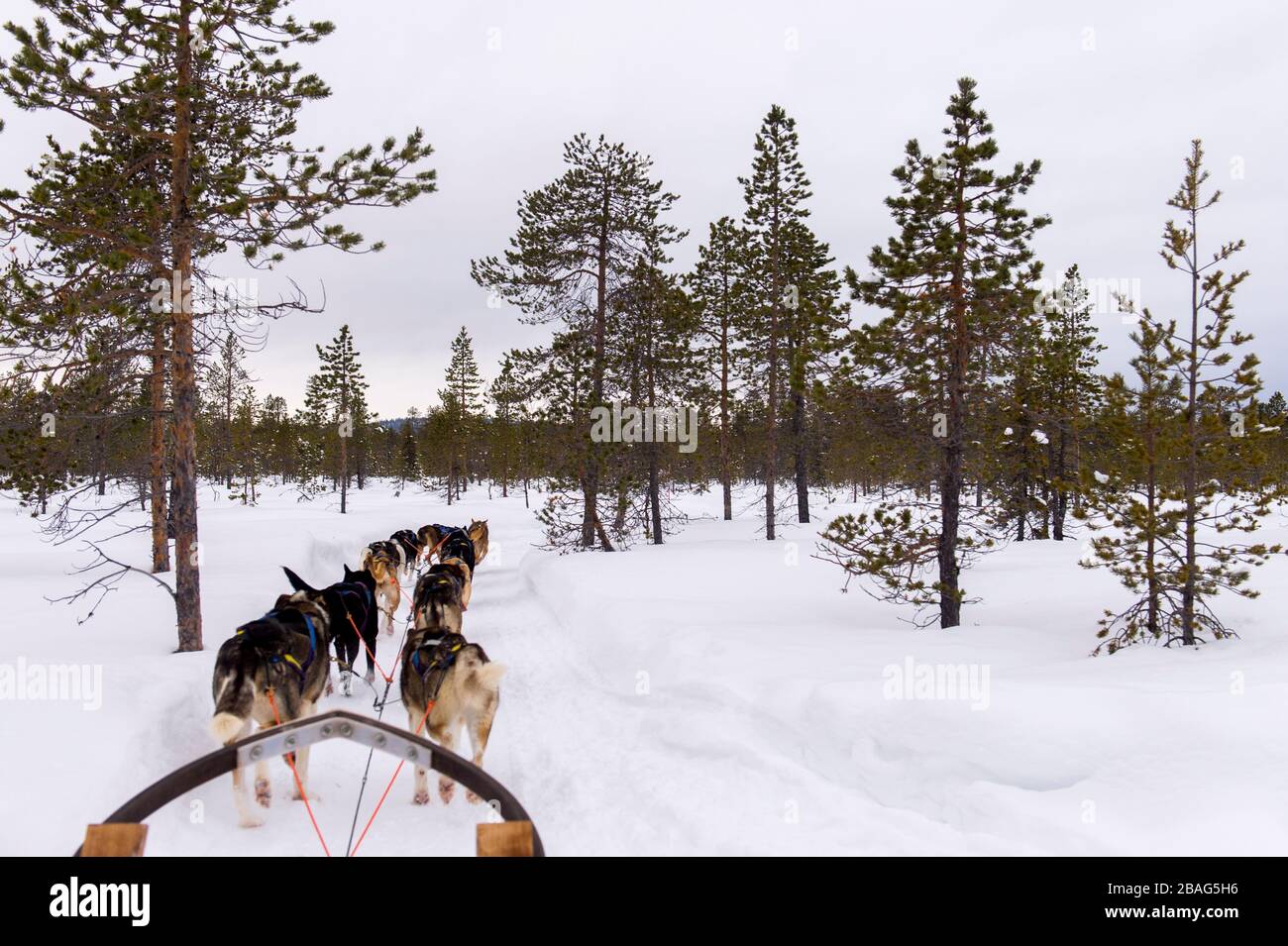 Hundeschlittenfahrt auf dem gefrorenen Fluss Torne in der Nähe des Icehotels in Jukkasjarvi bei Kiruna im schwedischen Lappland, Nordschweden. Stockfoto