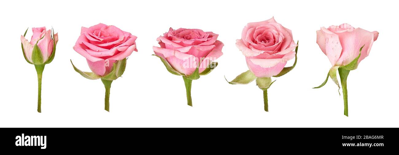 Set mit wunderschönen Rosenblüten, isoliert auf weißem Hintergrund. Rosafarbene Rosenknospe an einem grünen Stamm. Studio gedreht. Stockfoto