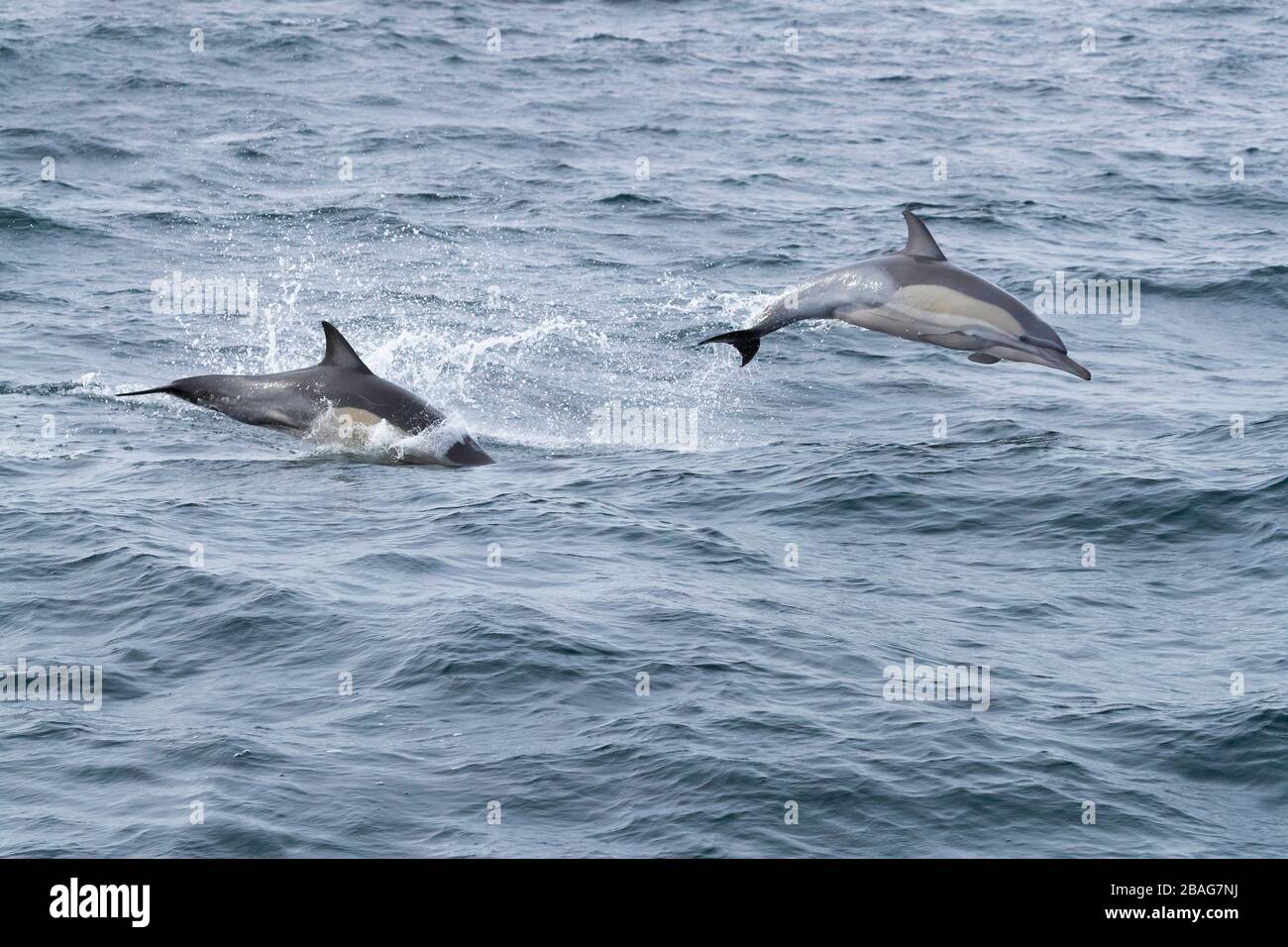 Lange durchsetzte gewöhnliche Delfine (Delphinus capensis), zwei aus dem Wasser springende Individuen, Westkaper, Südafrika Stockfoto