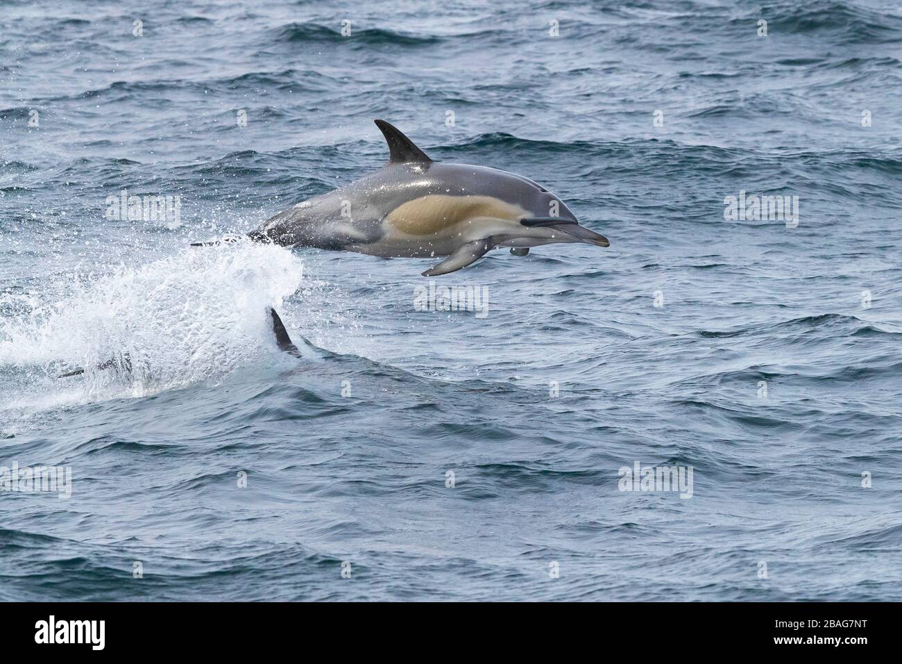 Längst durchgesickerte gewöhnliche Delfine (Delphinus capensis), Einzelspringen aus dem Wasser, Westkaper, Südafrika Stockfoto