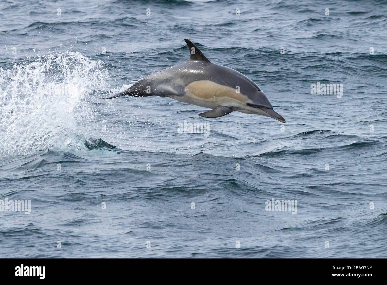 Längst durchgesickerte gewöhnliche Delfine (Delphinus capensis), Einzelspringen aus dem Wasser, Westkaper, Südafrika Stockfoto