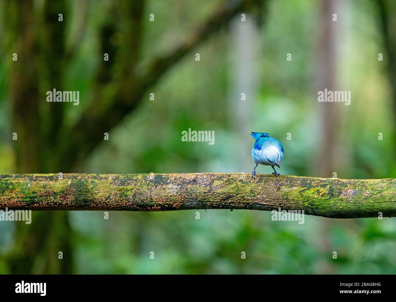 Ein blaues graues Tanager (Thraupis episcopus) der Familie Thraupidus thront auf einem Ast, Amazonas-Regenwald, Ecuador. Stockfoto