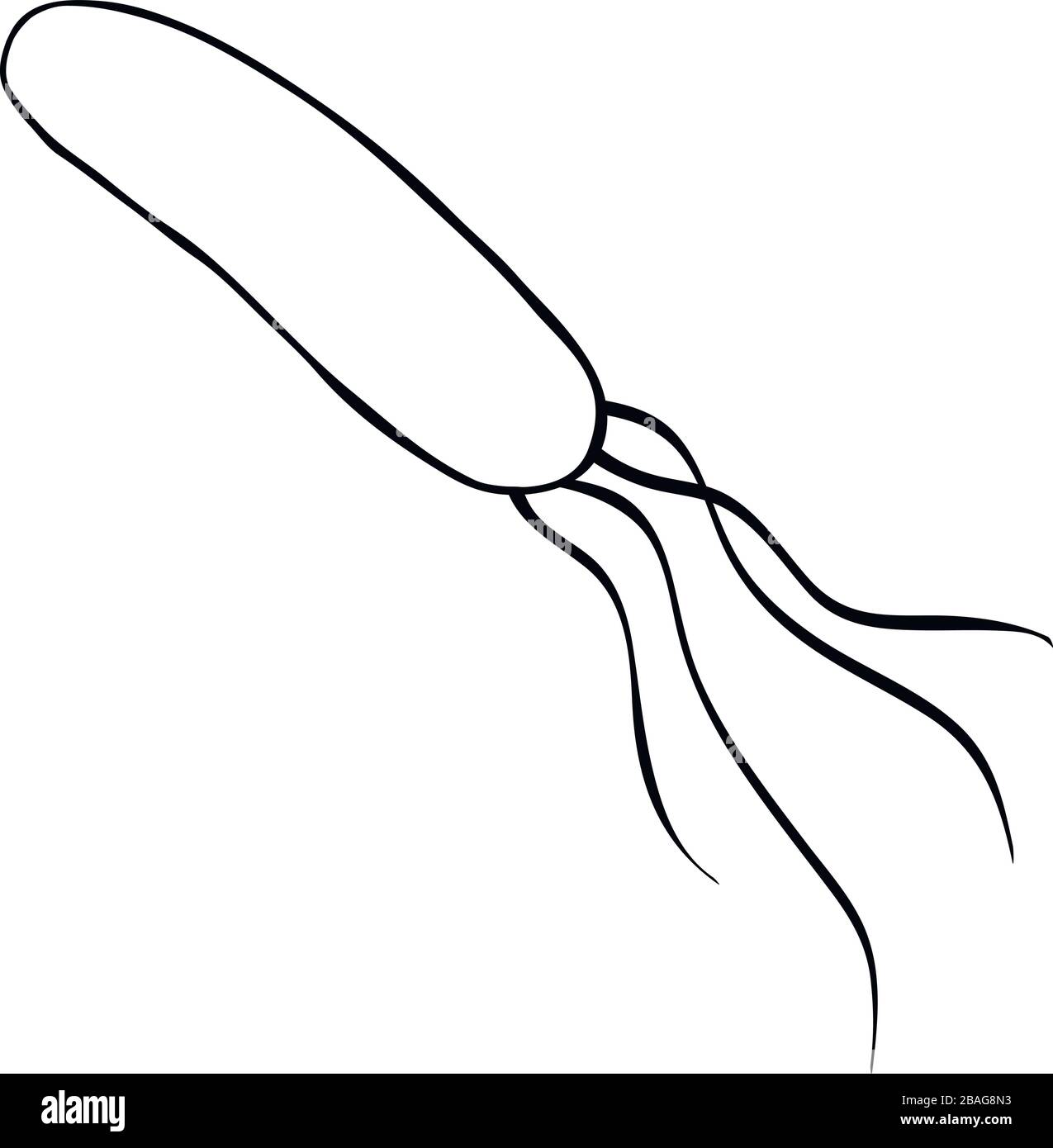 Helicobacter Pylori-Bakterien schwarzer einfacher Strichvektor Stock Vektor