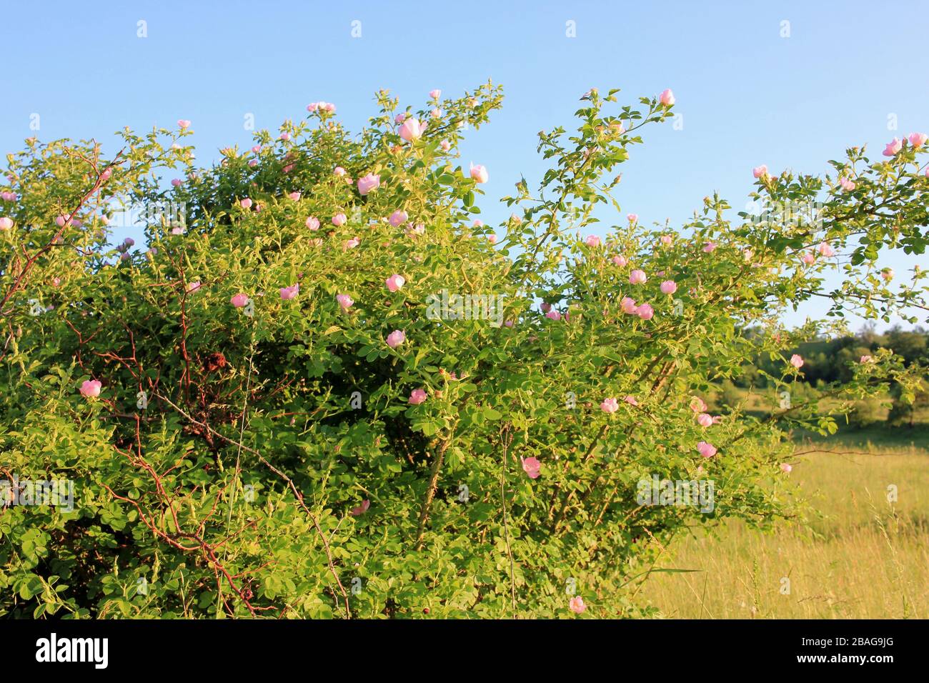 Ein wilder Rosenstrauch mit zarten rosafarbenen Blumen auf der Wiese im sitzenden Sonnenschein. Frühlings- oder Sommerlandschaft in warmen Farben. Stockfoto