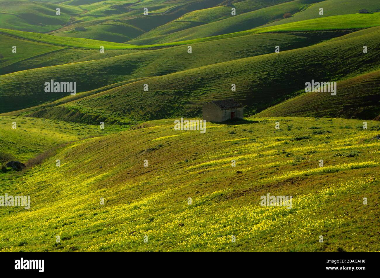 Sanfte Hügel, die am Abend auf Sizilien mit grünen Weizenfeldern bedeckt sind Stockfoto