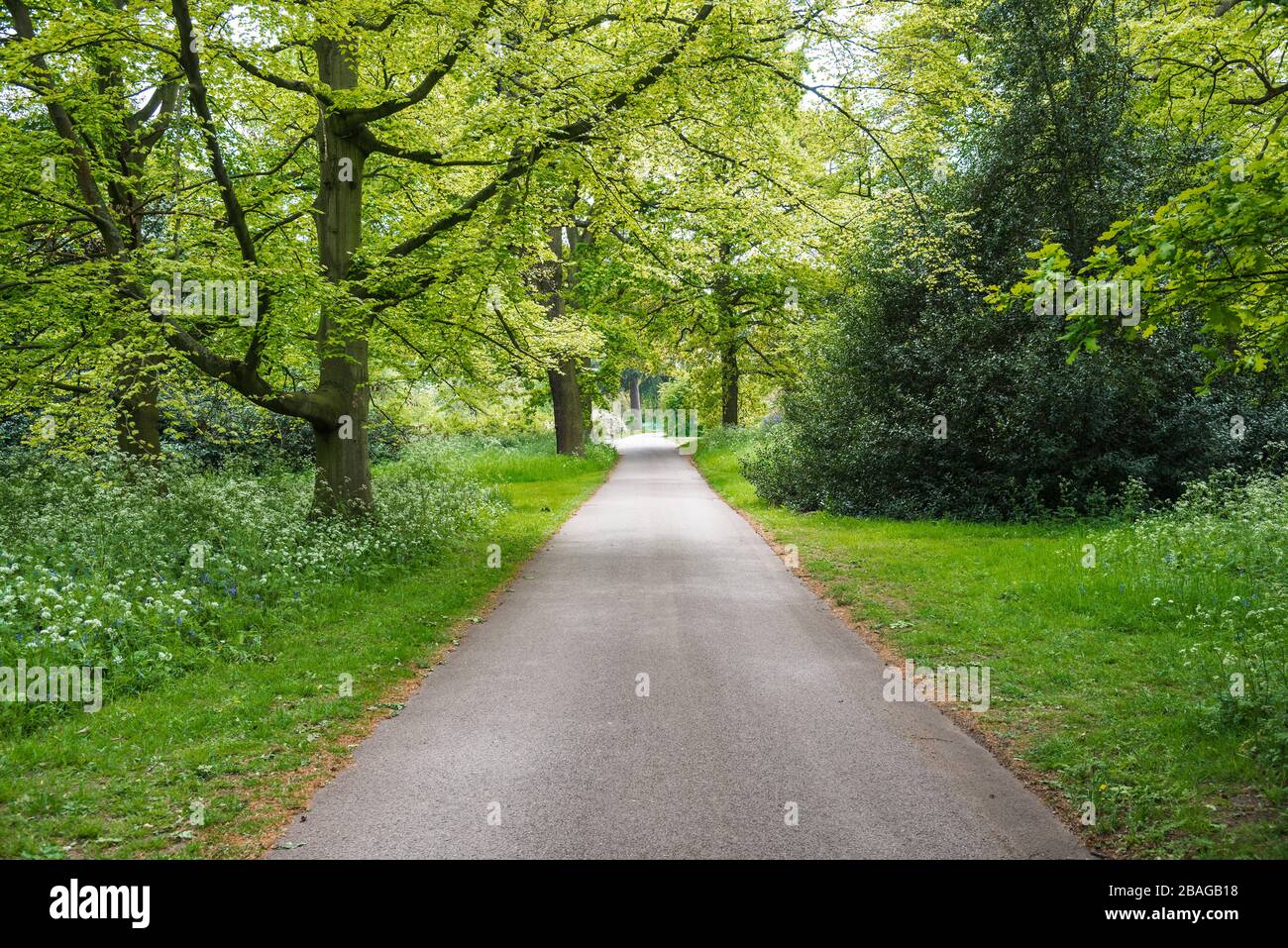 Leerer gerader Weg, der an einem Frühlingstag von großen Laubbäumen im Park gesäumt ist Stockfoto