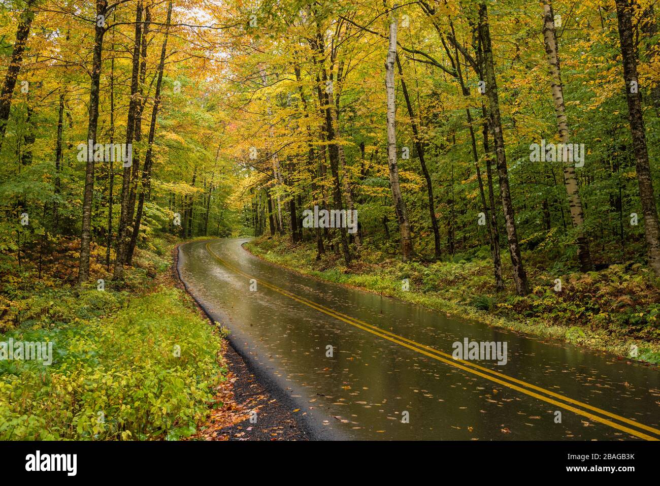 Leere kurvenreiche Bergstraße durch einen Wald auf dem Gipfel des Herbstlaubs an einem regnerischen Tag Stockfoto