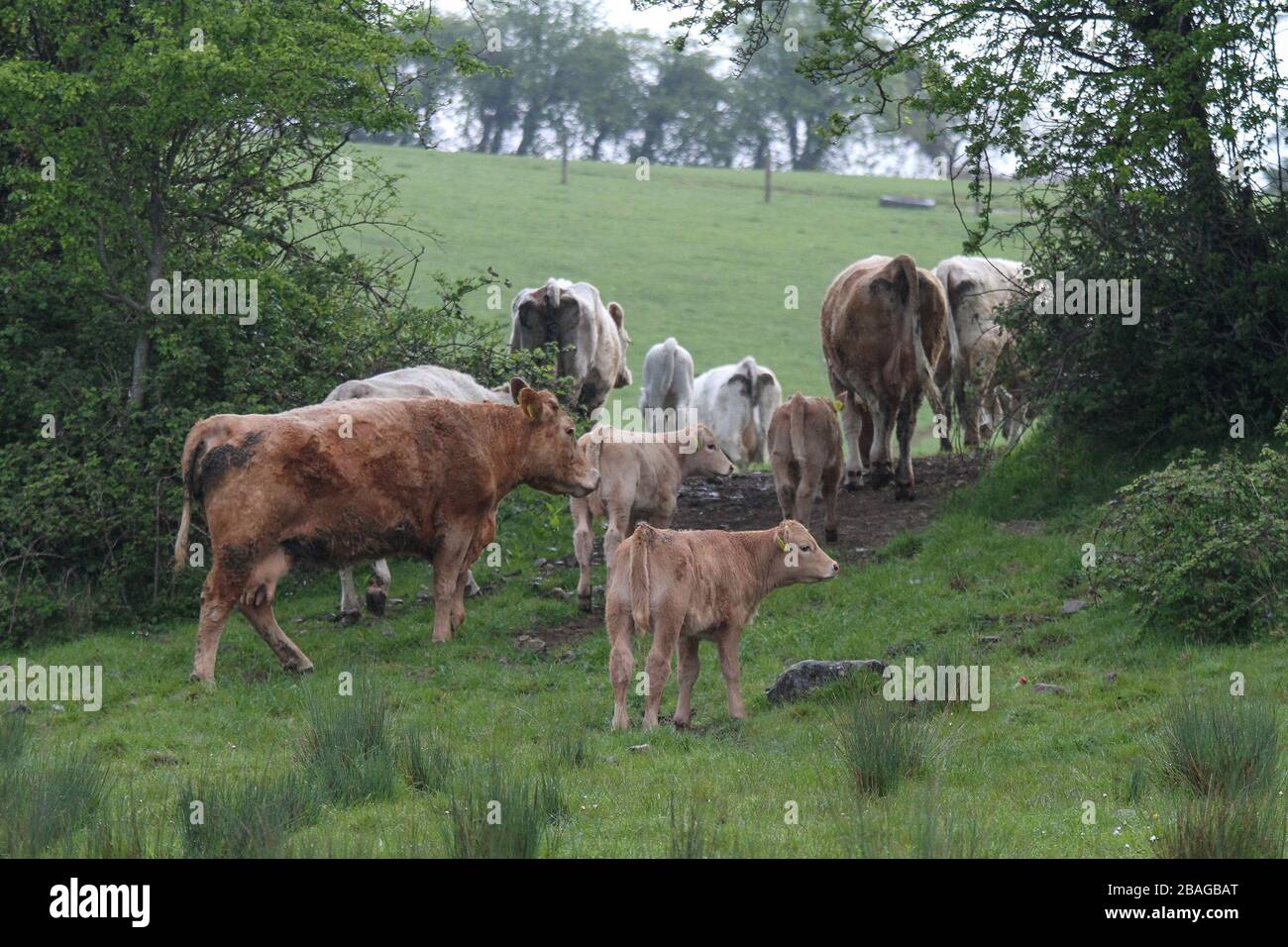 Kleine Herde von Rindern, Kühen und Kälbern, die ein Feld in Irland verlassen, mit einer Kalbe, die das Heck von der Herde bringt. Stockfoto