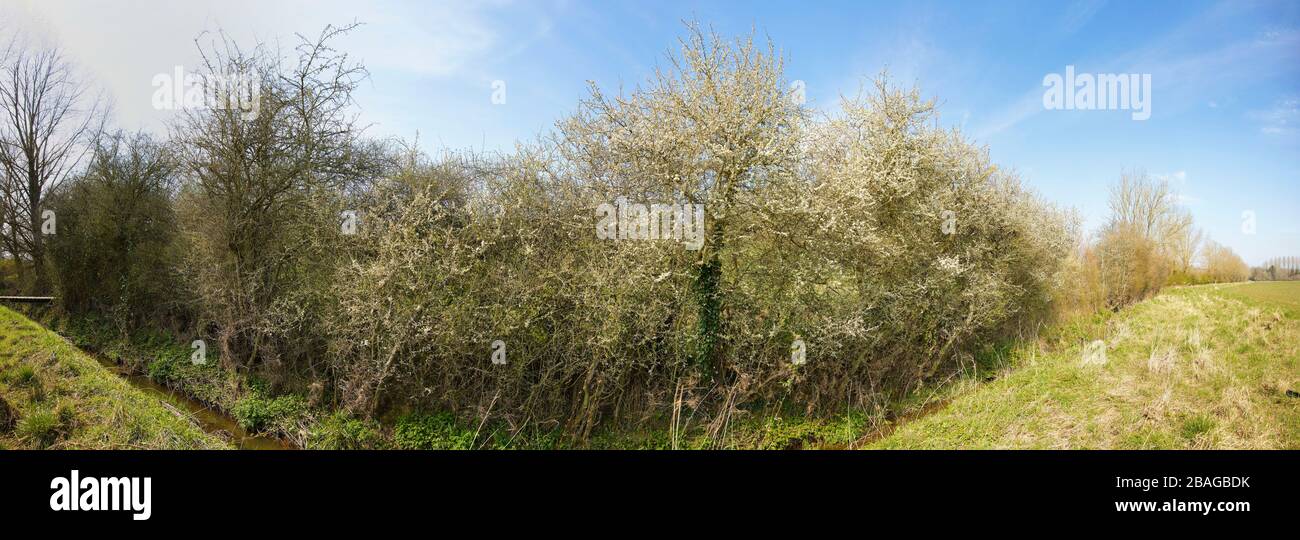 Blühende Bäume im Frühling in der Kent-Landschaft, England, Europa Stockfoto