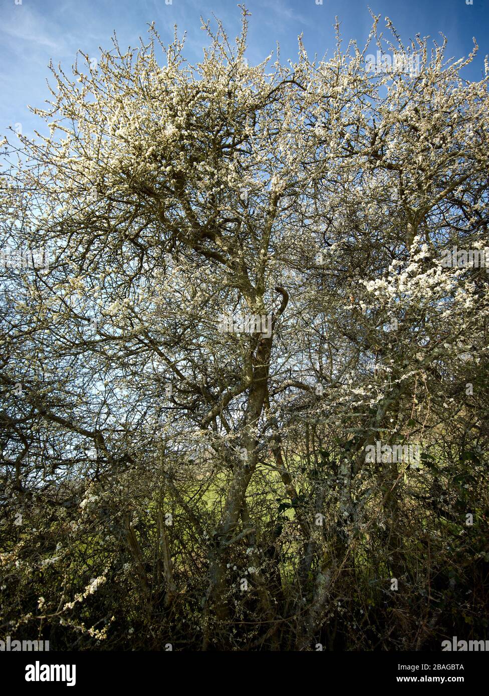 Blühende Bäume im Frühling in der Kent-Landschaft, England, Europa Stockfoto