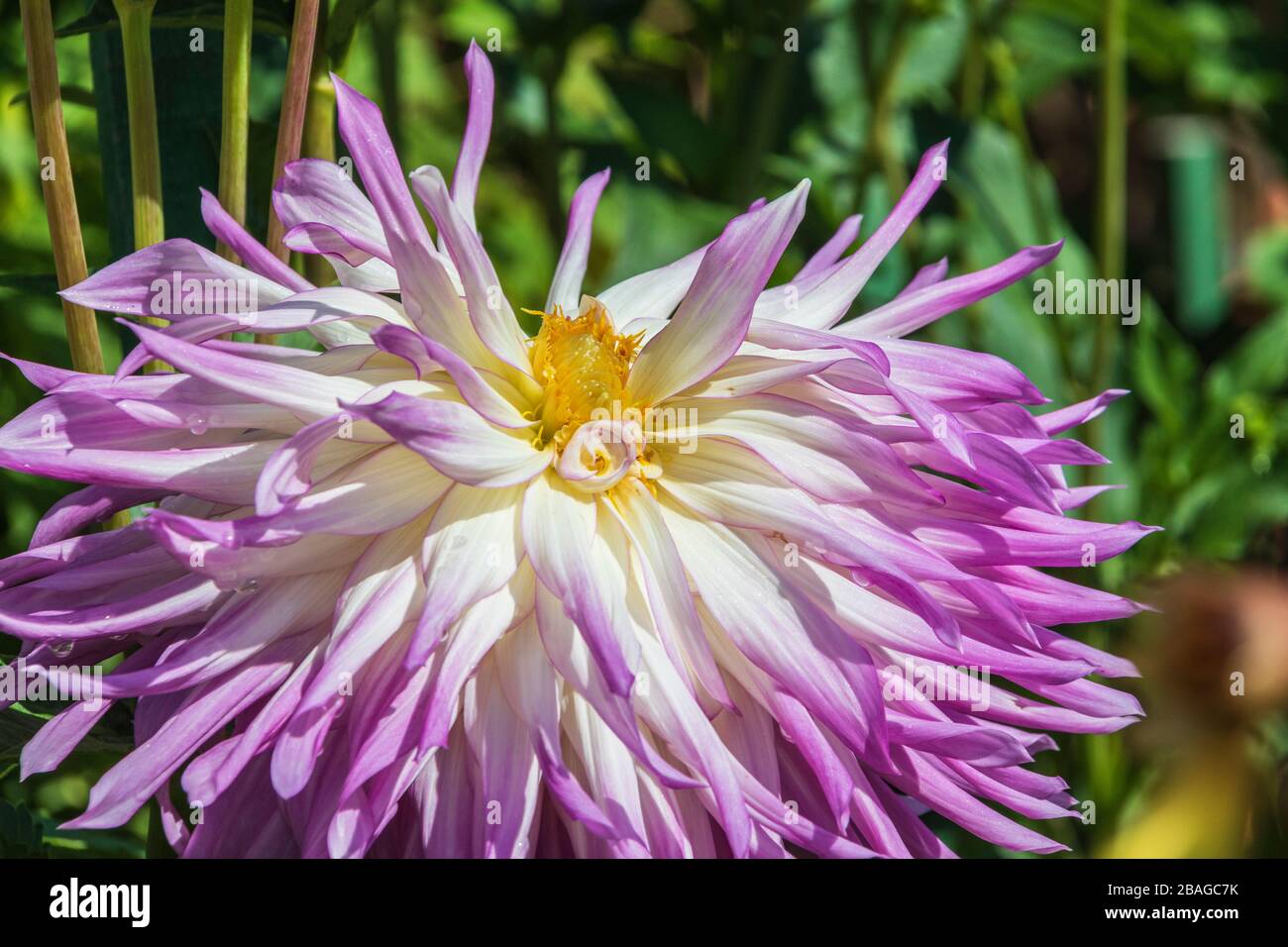 Dahlia in Butchart Gardens, Victoria, British Columbia, Kanada. Stockfoto Dahlia in Butchart Gardens, Victoria, British Columbia, Kanada. Stockfoto
