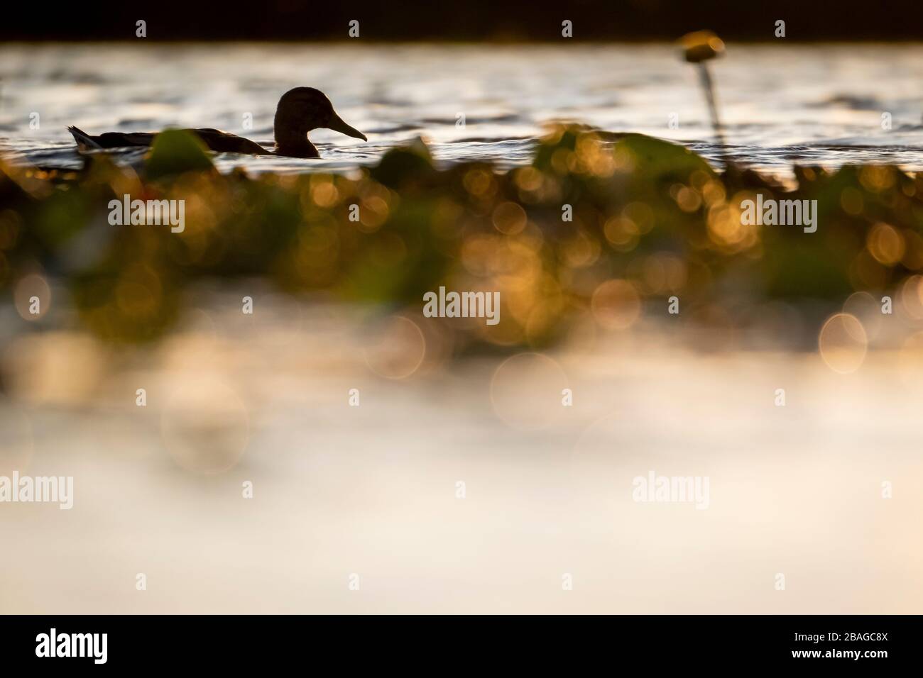 Mallard (Anas platyrhynchos) Silhouette bei Sonnenuntergang. Nemunas Delta. Litauen. Stockfoto