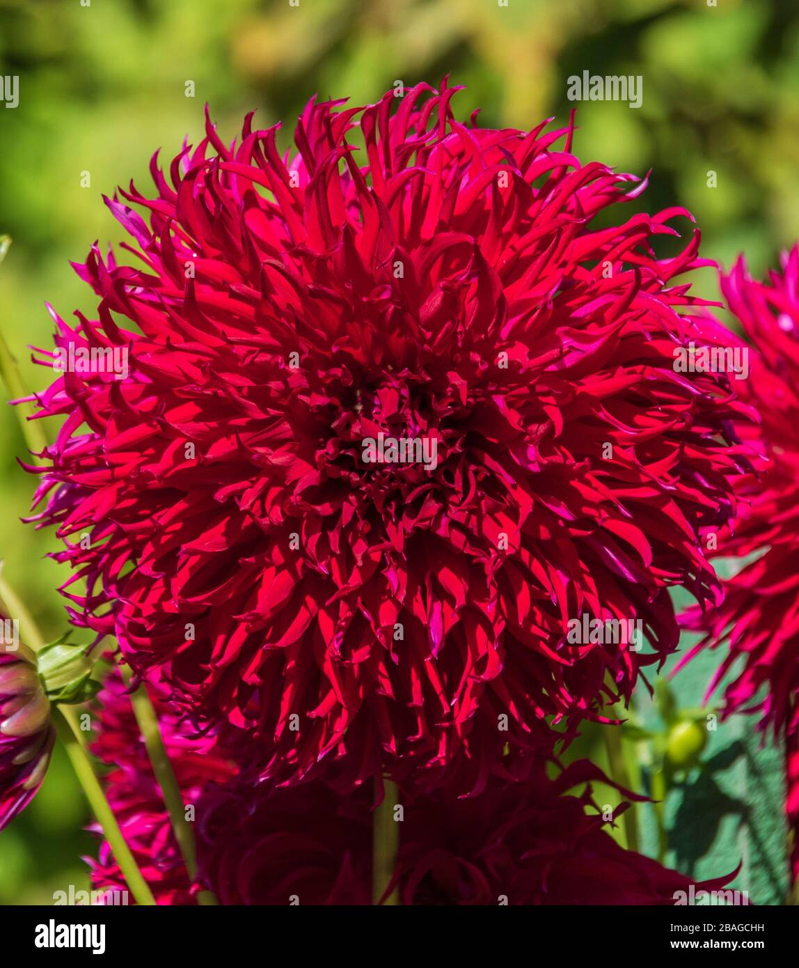Dahlia in Butchart Gardens, Victoria, British Columbia, Kanada. Stockfoto Dahlia in Butchart Gardens, Victoria, British Columbia, Kanada. Stockfoto