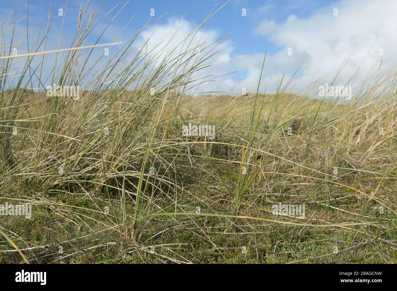 Maram Grass am sonnigen Tag mit blauem Himmel und weißen Wolken, Jersey, Kanalinseln. Stockfoto