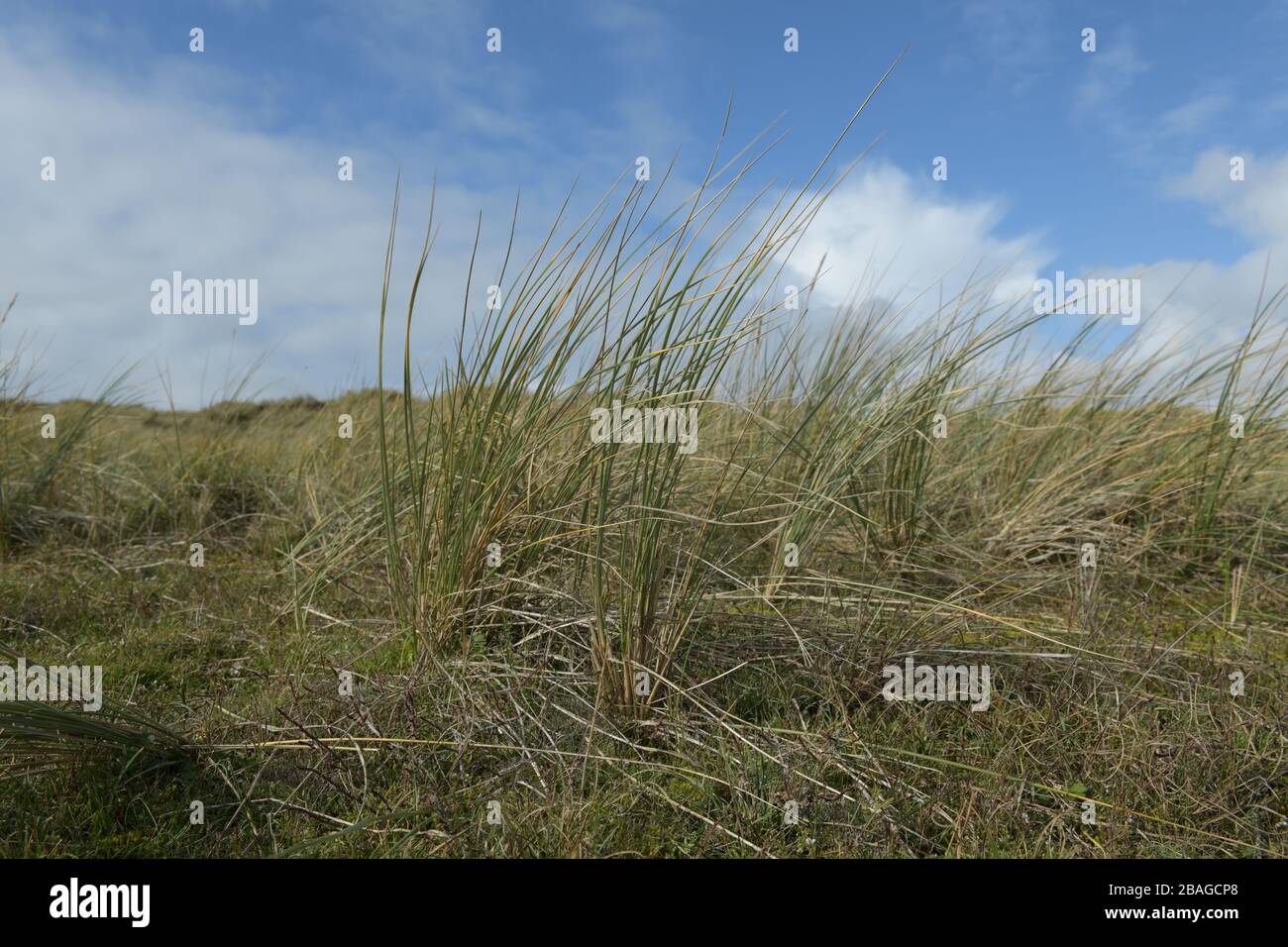Maram Grass am sonnigen Tag mit blauem Himmel und weißen Wolken, Jersey, Kanalinseln. Stockfoto