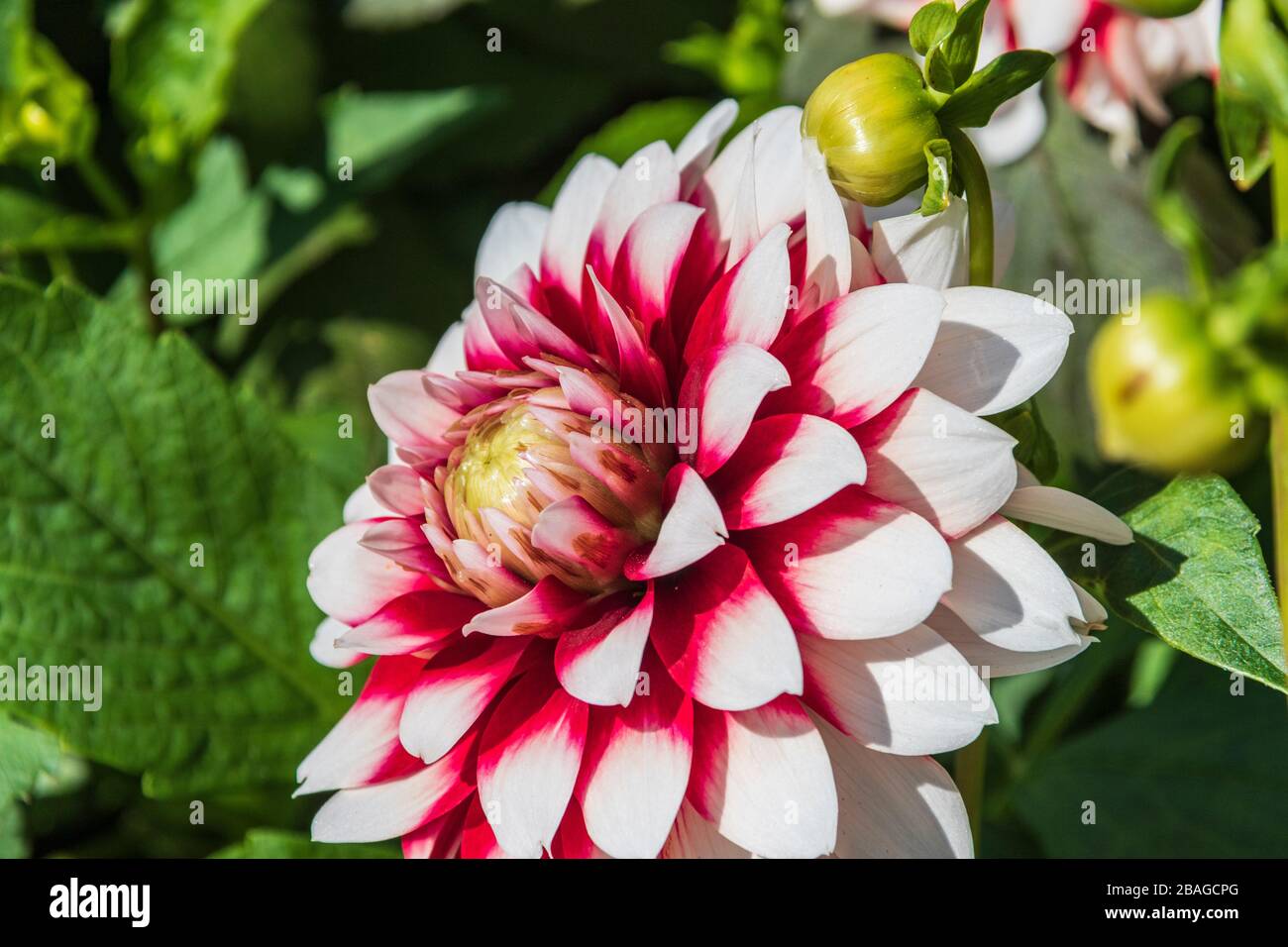 Dahlia in Butchart Gardens, Victoria, British Columbia, Kanada. Stockfoto Dahlia in Butchart Gardens, Victoria, British Columbia, Kanada. Stockfoto