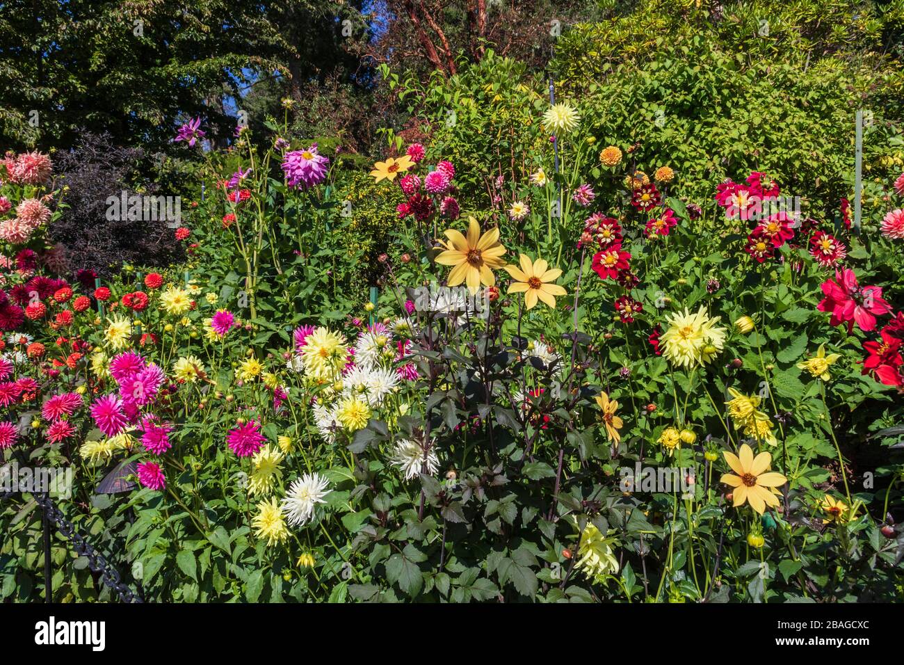 Dahlia in Butchart Gardens, Victoria, British Columbia, Kanada. Stockfoto