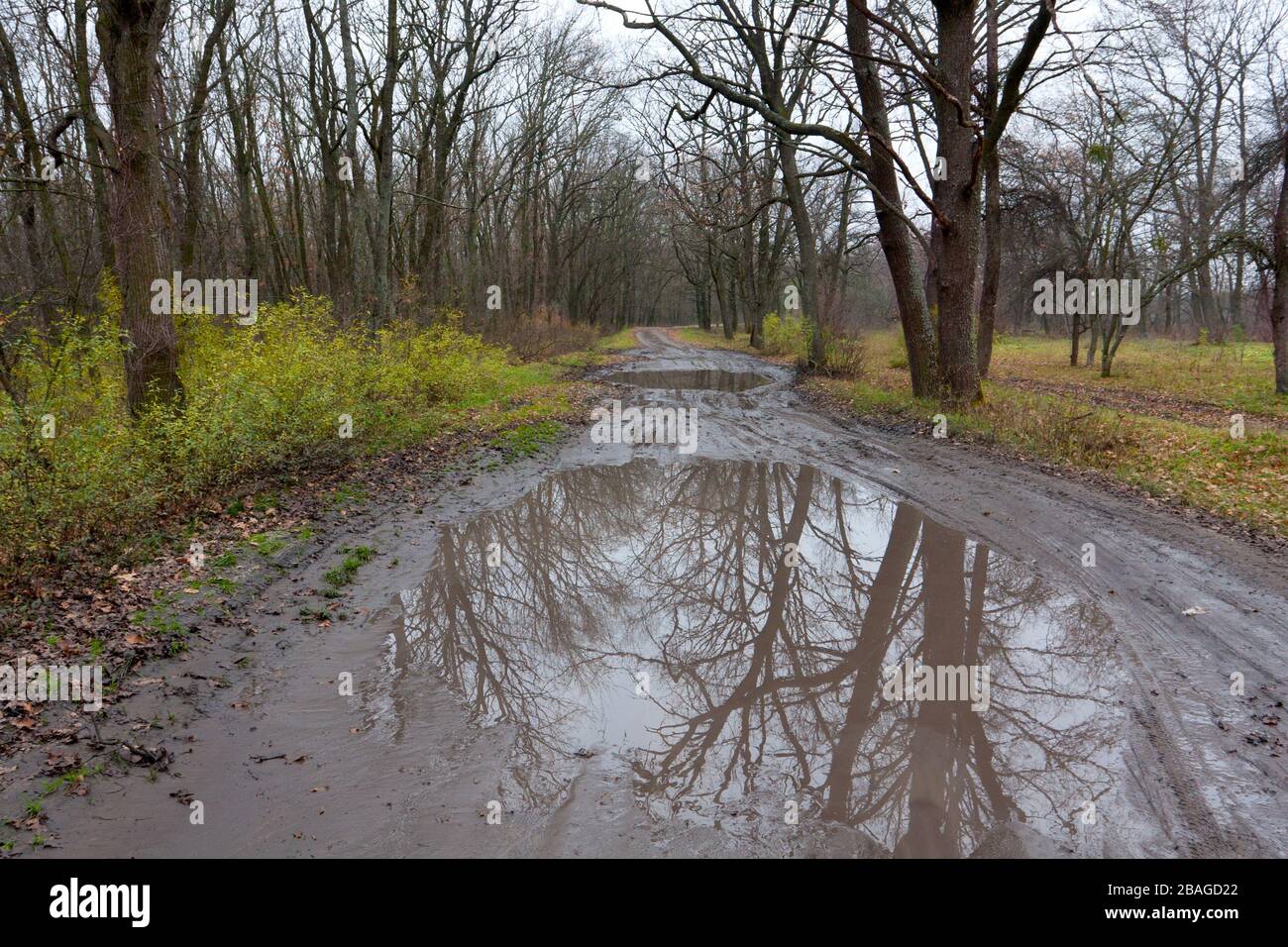 Große Pfütze auf der Rut nach Regen im Herbstwald Stockfoto