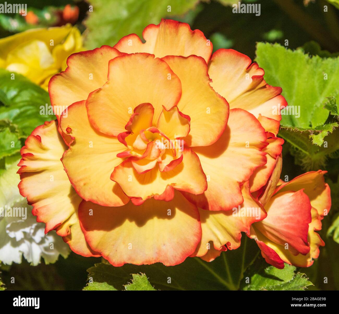 Der Garten der tuberösen Begonia in Butchart Gardens, Victoria, Vancouver Island, British Columbia, Kanada. Stockfoto