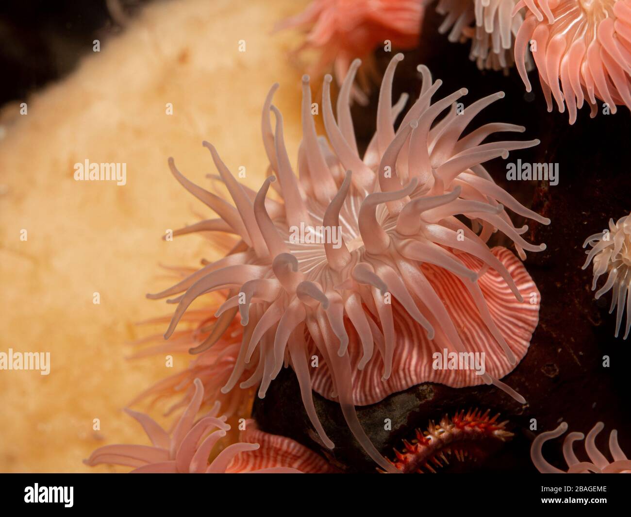Bunte pinkgestreifte brütende Meeresanemone (Epiactis prolifera) aus flachen Meereswasser von British Columbia, Stockfoto