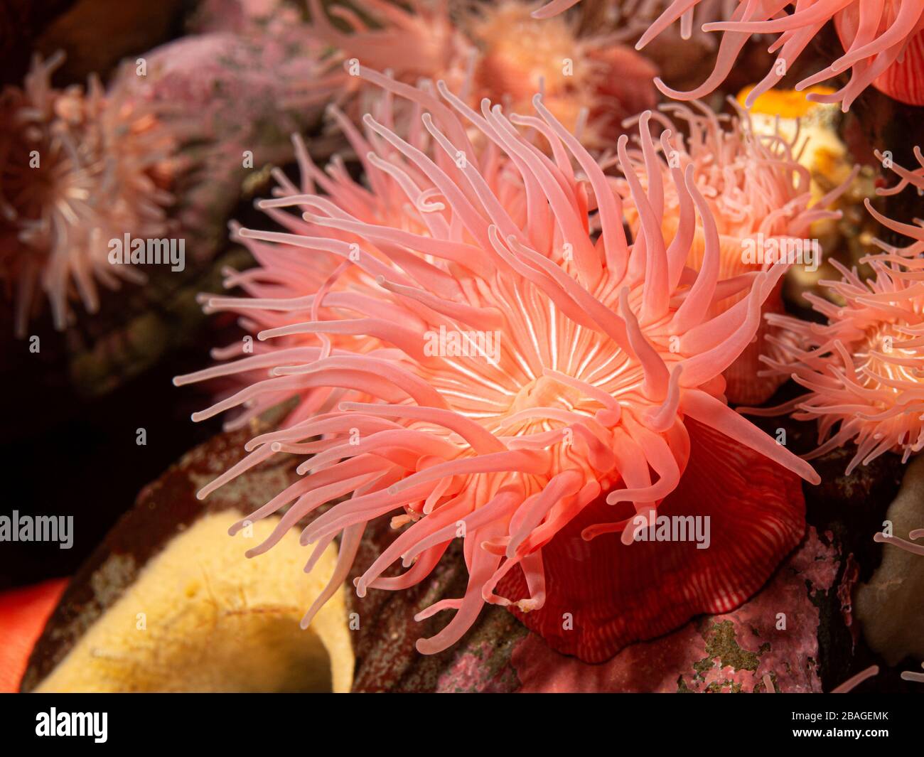 Bunte rote und rosafarbene brütende Meeresanemone (Epiactis prolifera) aus flachen Meereswasser von British Columbia Stockfoto