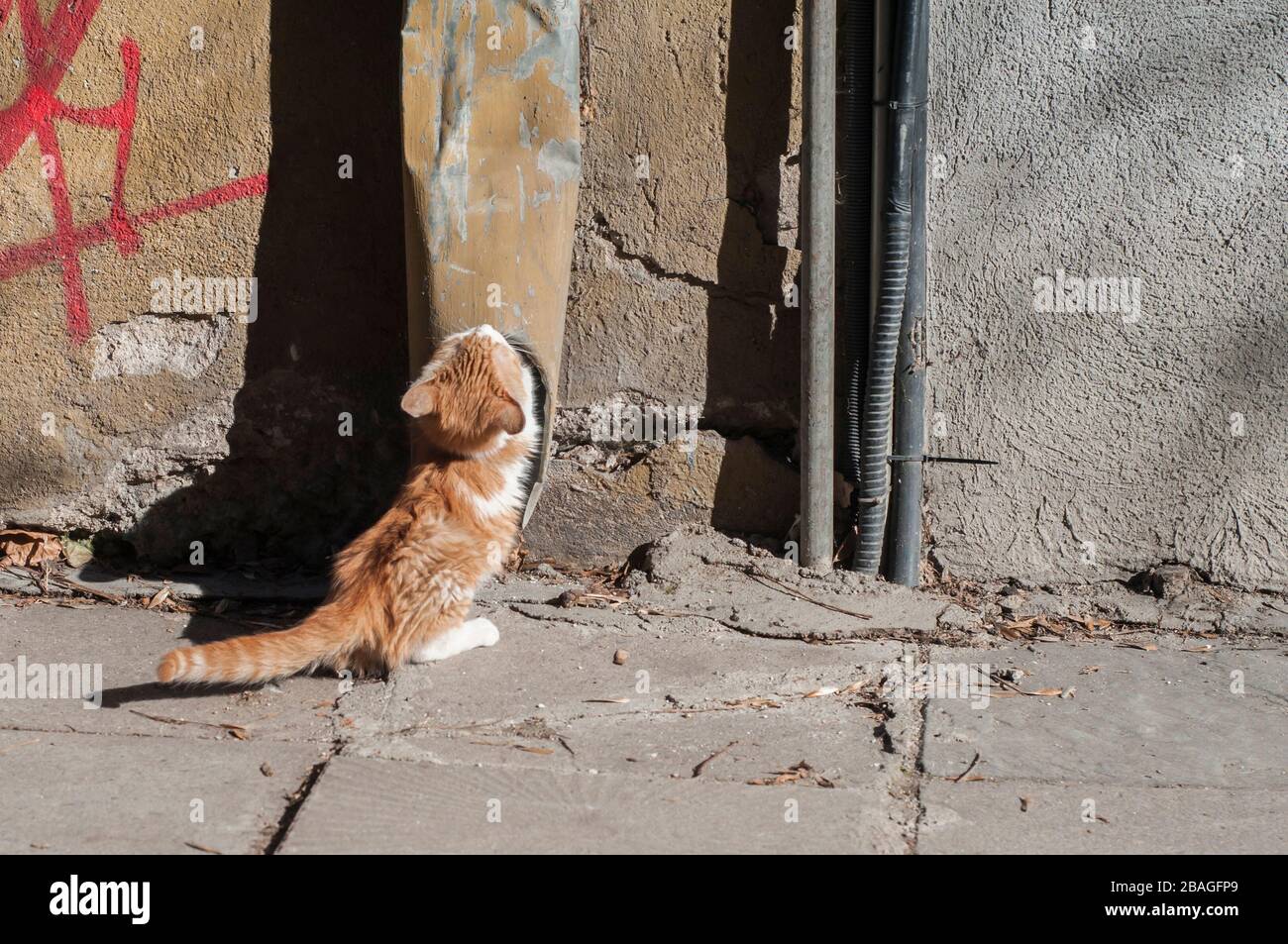 Adlige Straßenkätzchen schließen sich am sonnigen Tag Stockfoto