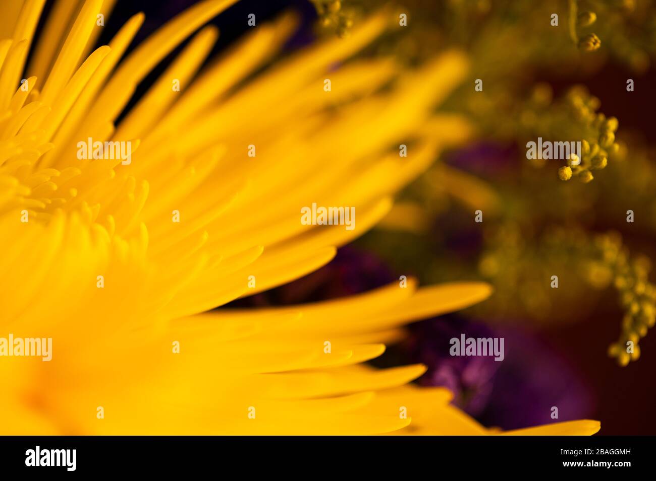 Mehrfarbige Blumen, darunter Mütter, Chrysantheme, Nelken Stockfoto