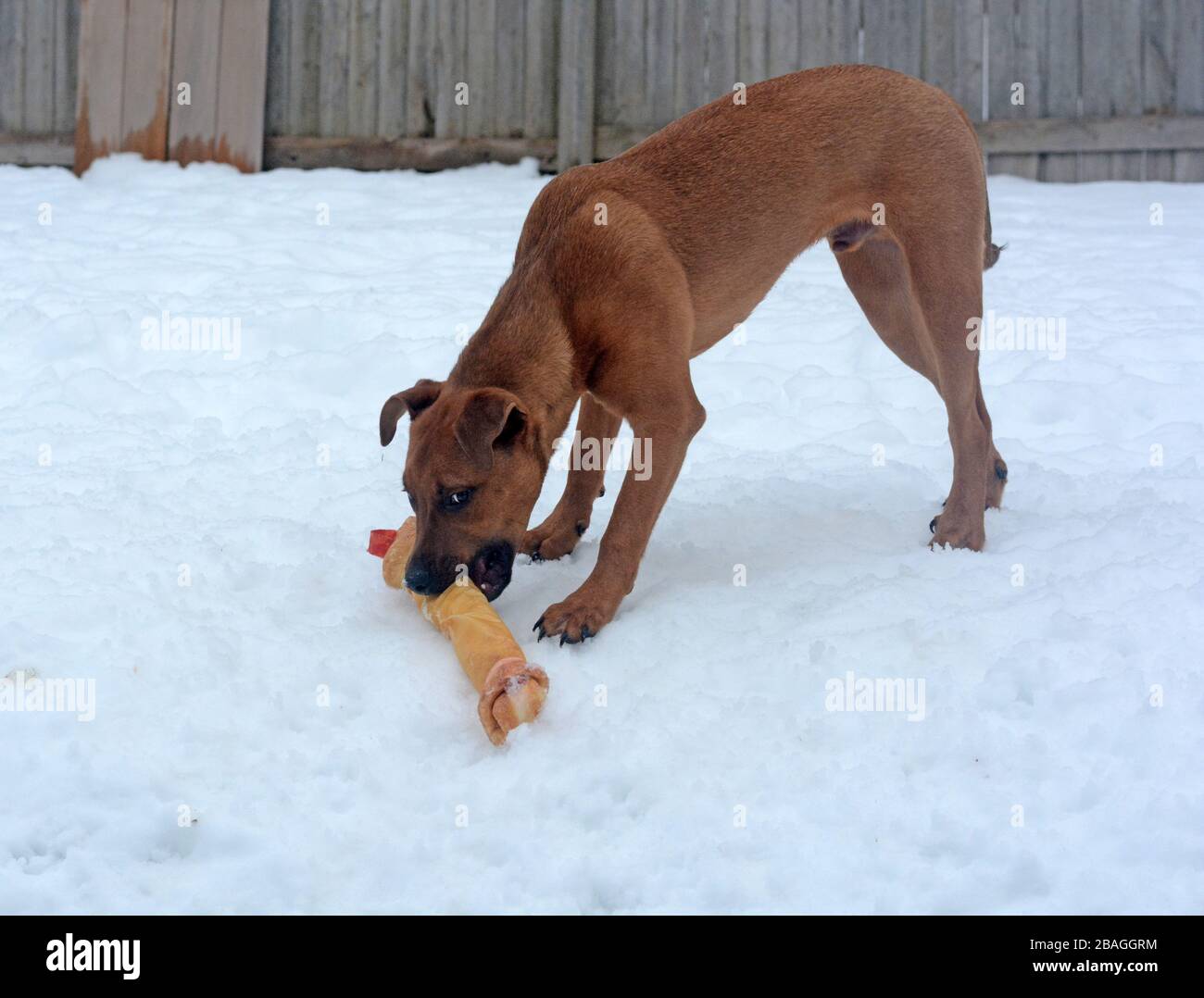 Junge Pit Bullen Welpen draußen im Schnee mit einem großen Rawhide-Knochen spielen. Stockfoto