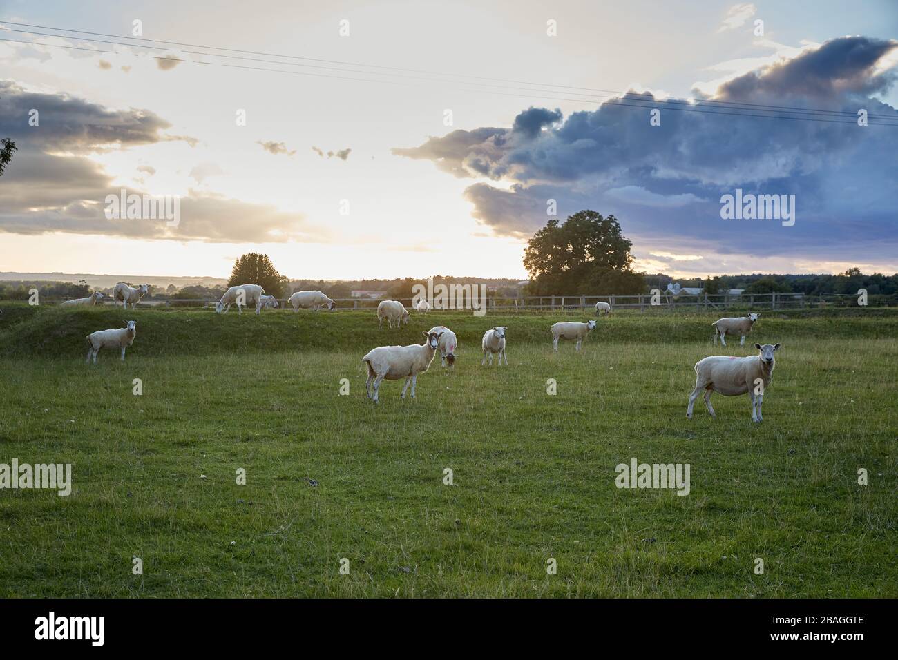 Schafe in einem Feld Stockfoto