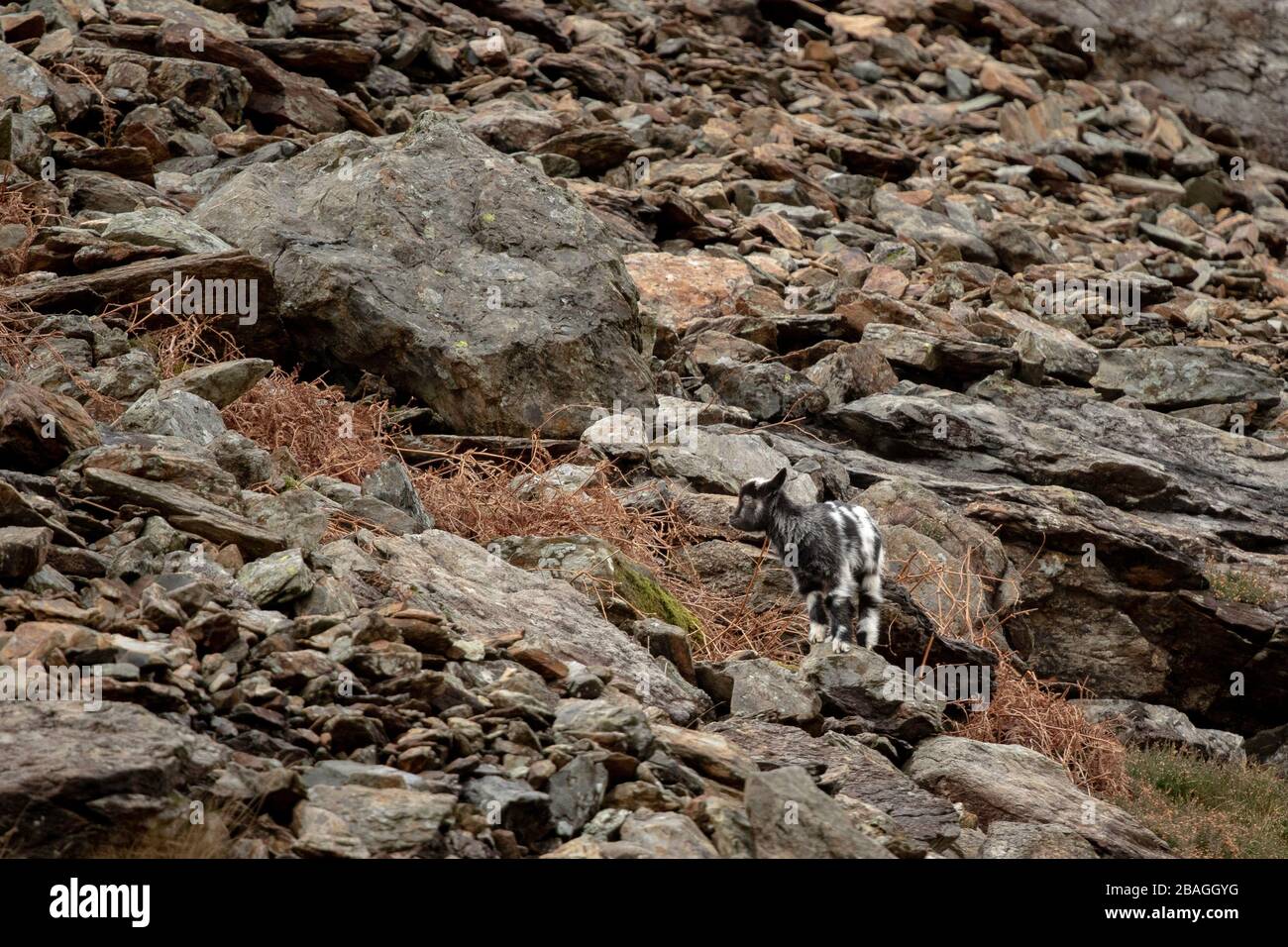 Wilde walisische Feral Longhorn Mountain Goat in Snowdonia North Wales Stockfoto