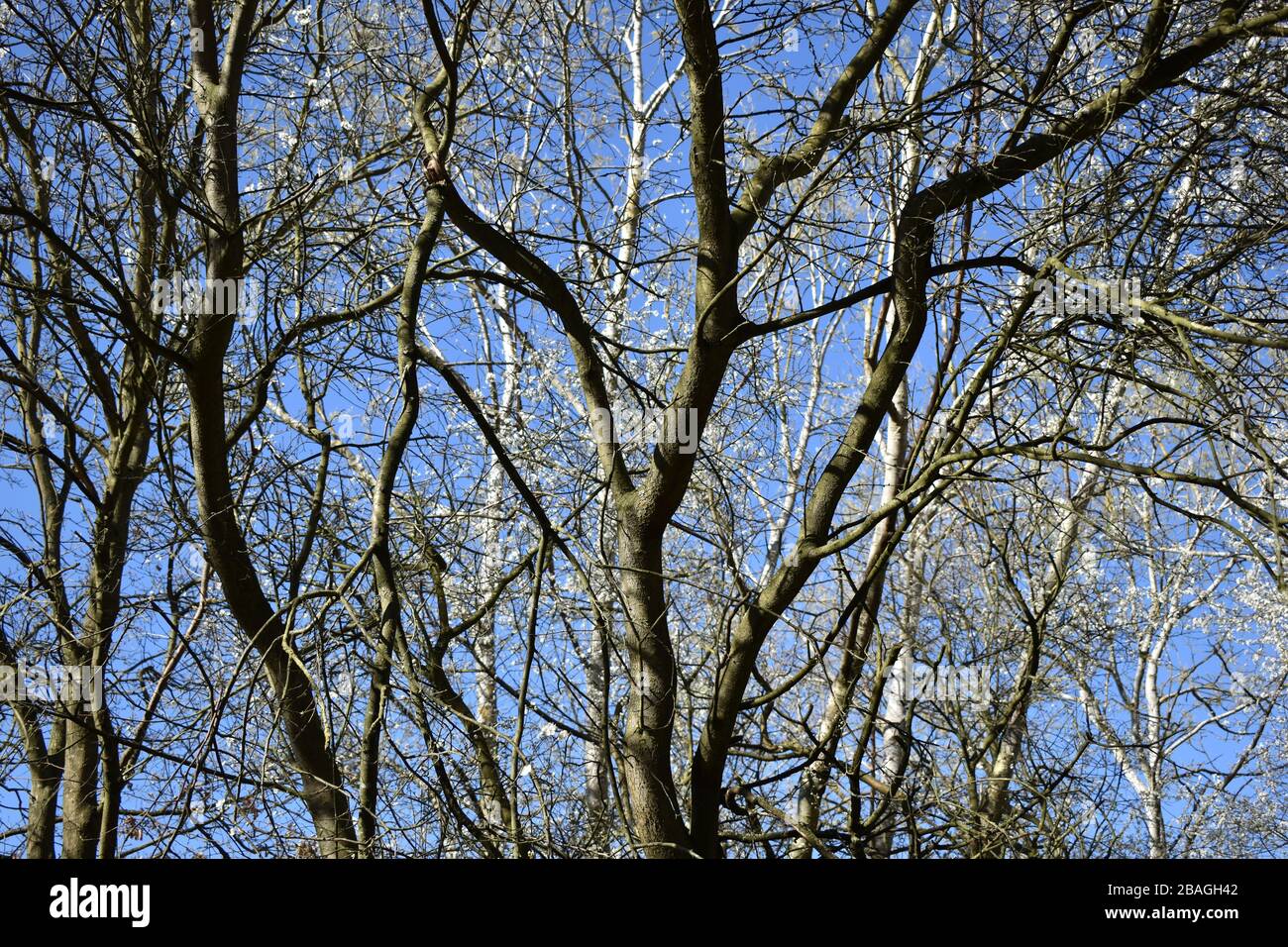 Waldszenen aus Buckhurst Hill, Essex Stockfoto