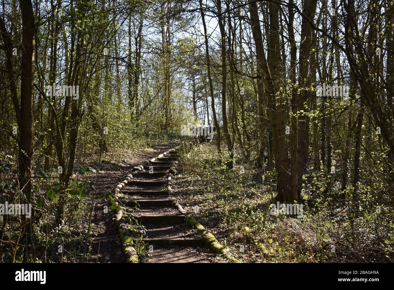 Waldszenen aus Buckhurst Hill, Essex Stockfoto