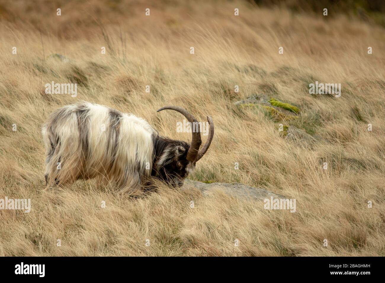 Wilde walisische Feral Longhorn Mountain Goat in Snowdonia North Wales Stockfoto