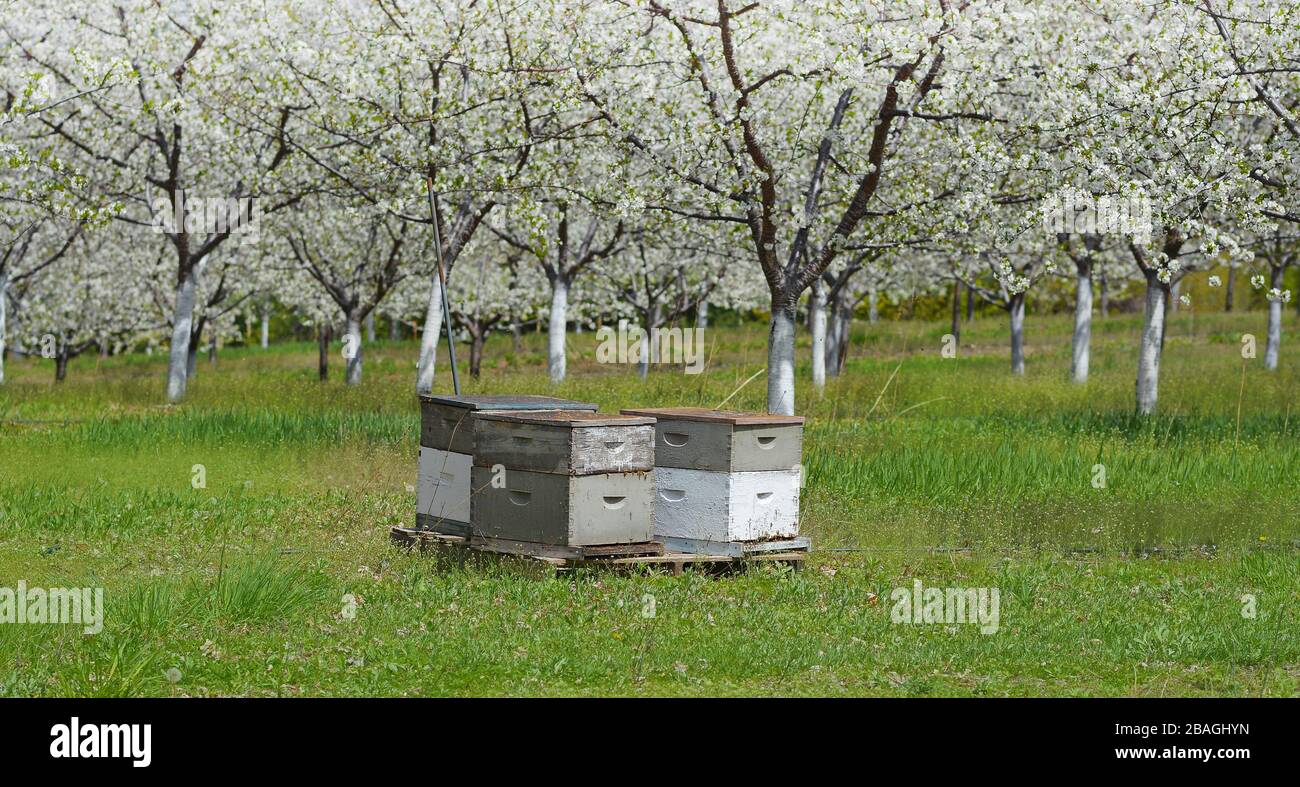 Bienenkasten inmitten eines Kirschgartens. Kirschbäume in Blüte. Frühling. Traverse City, Michigan. Stockfoto