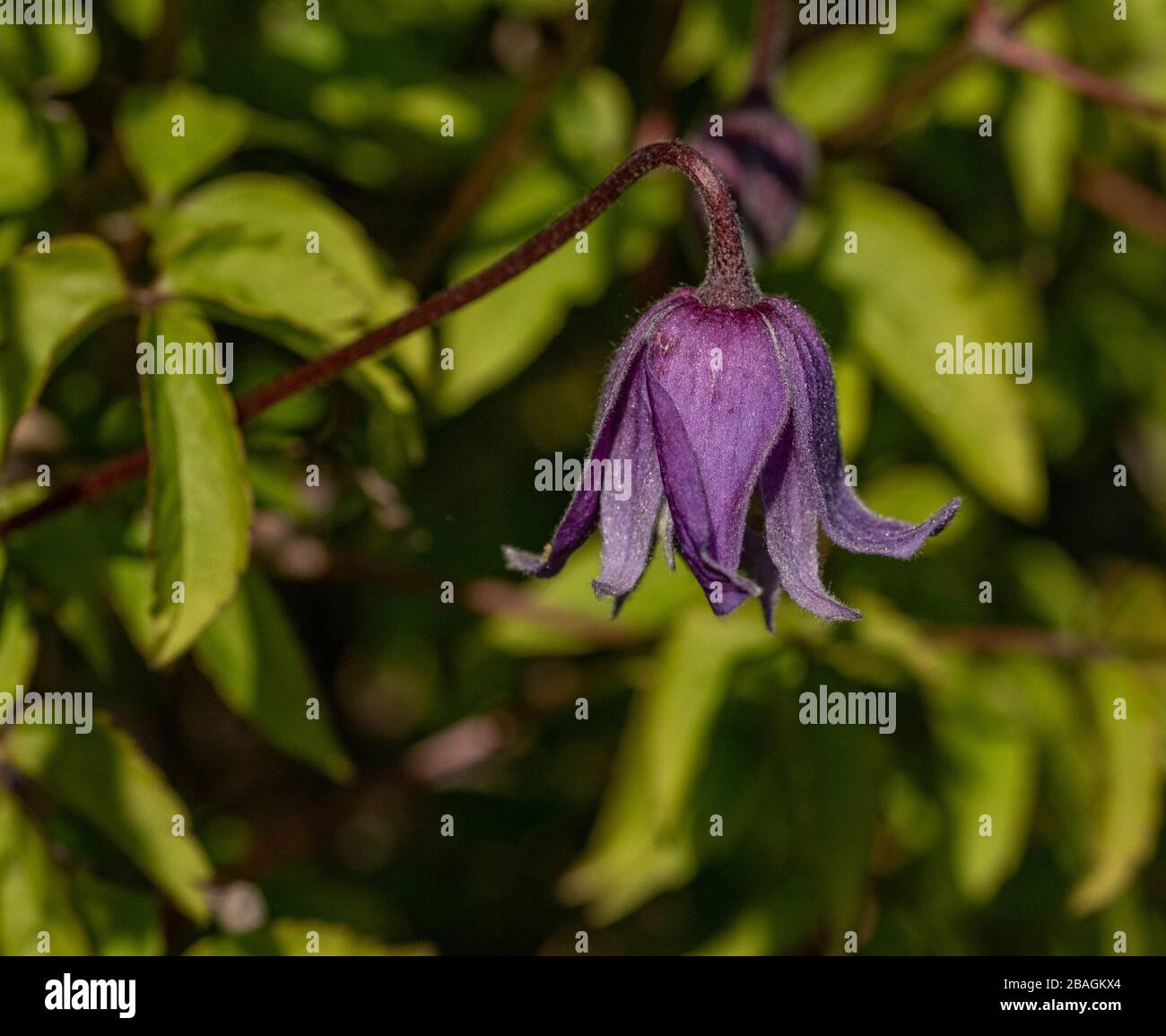 Rooguchi Clematis glockenförmige Blume. Stockfoto