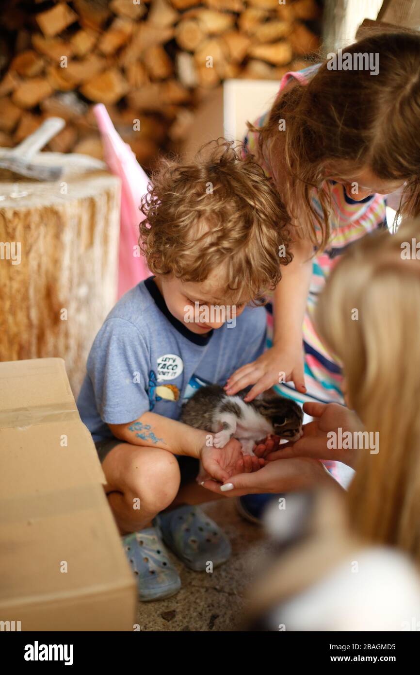 Zwei glückliche Kinder stotteten ein kleines Kätzchen draußen Stockfoto