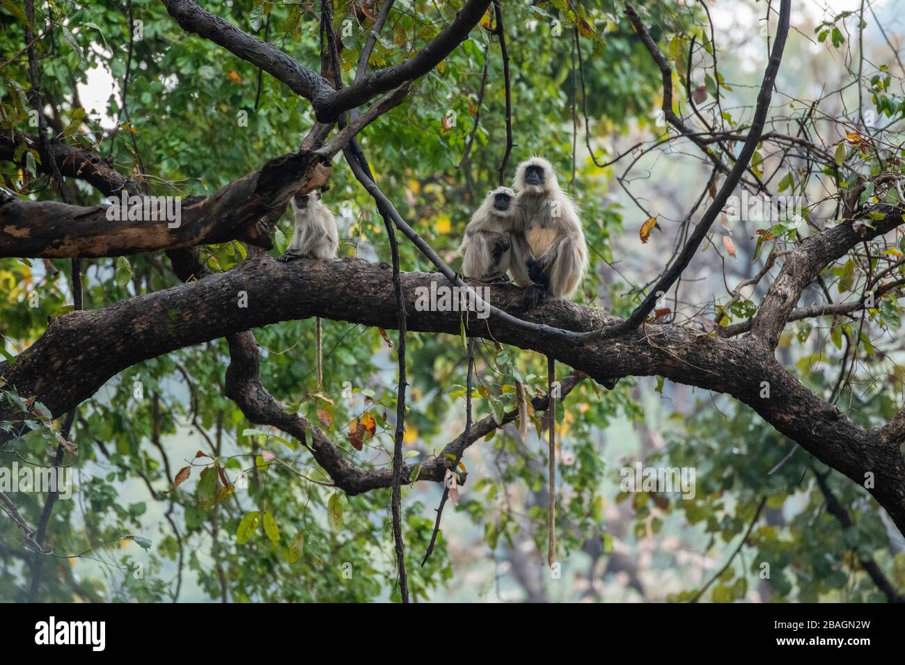 Indien, Madhya Pradesh, Bandhavgarh-Nationalpark. Northern Plains Langur alias Hunuman Langurs (WILD: Semnopithecus entellus) in Waldlebensraum. Stockfoto