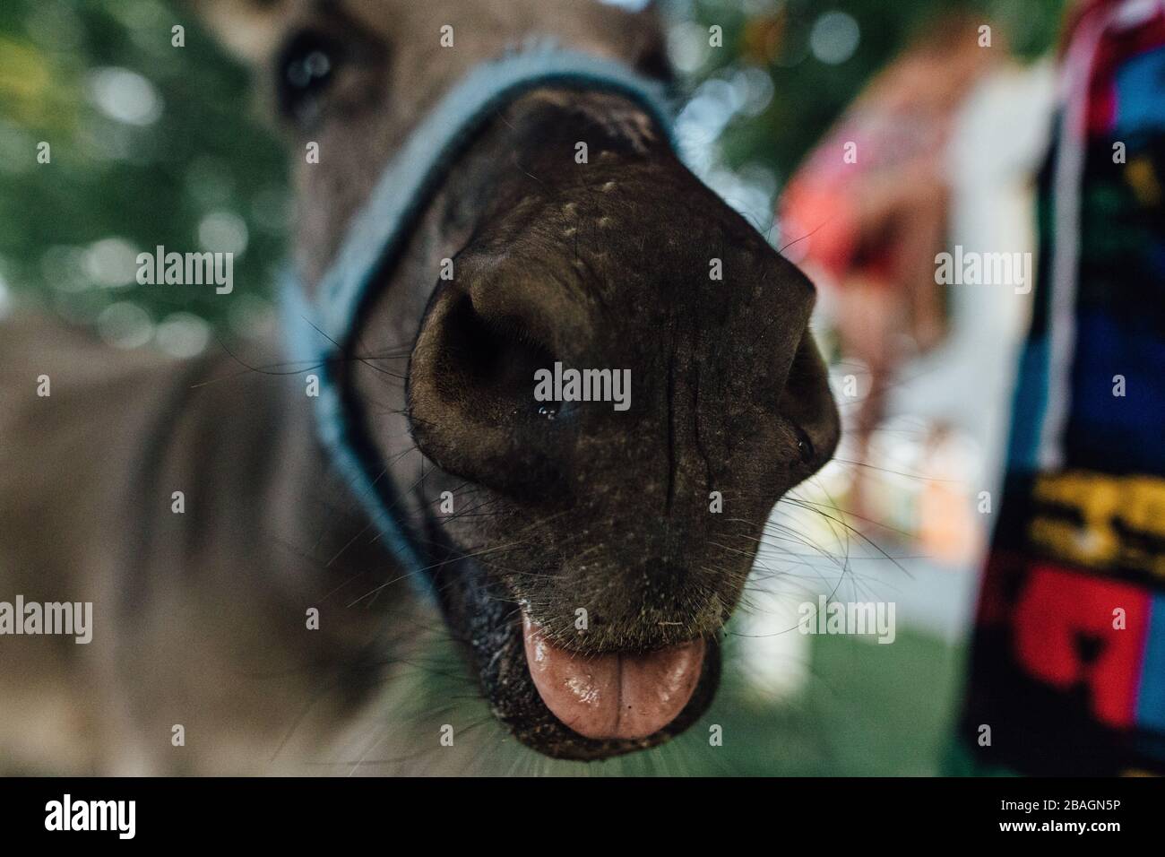 Donkey's Nase oben nah mit Zunge heraus Stockfoto