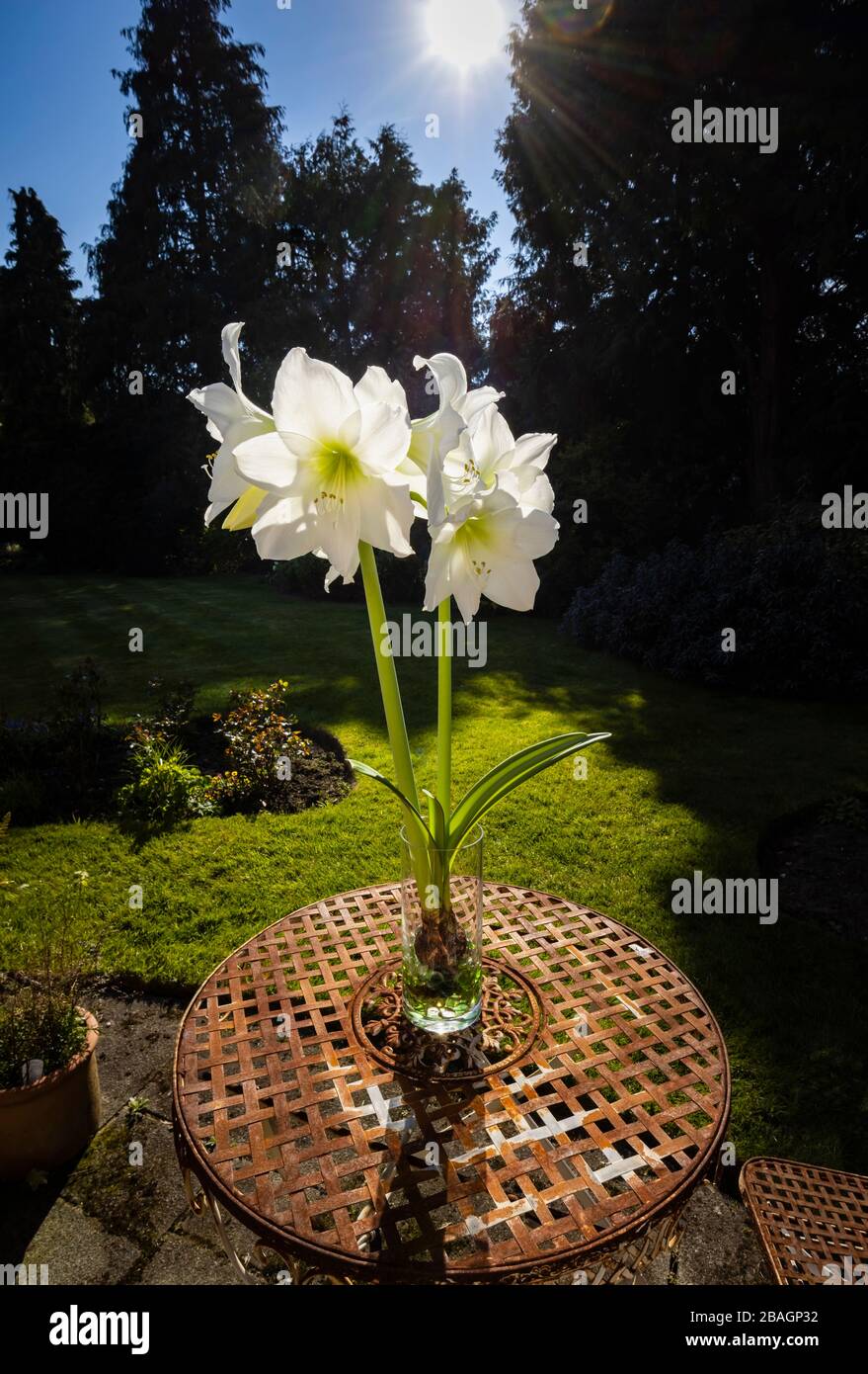 Groe weie Amaryllis (Hippeastrum) in Blume in klarer Glasvase,  Nahaufnahme, drauen in einem Garten an einem sonnigen Frhlingstag  fotografiert Stockfotografie - Alamy