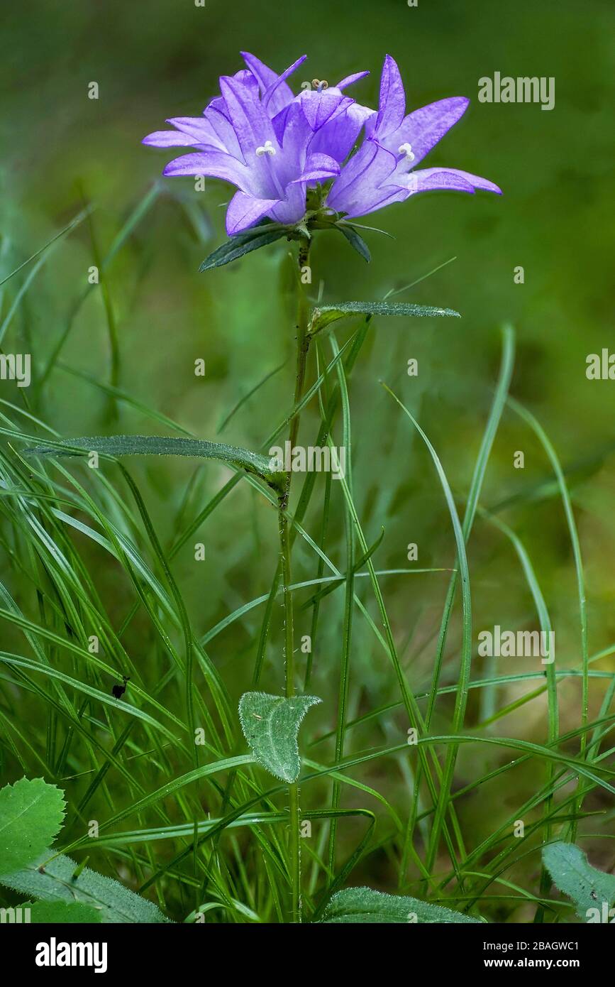 Gruppierte Glockenblume, des Dänen-Blut (Campanula Glomerata), blühen, Österreich, Tyrol Stockfoto