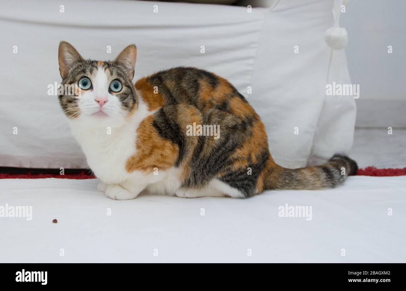 europäische Gemeinschaftskatze im Raum mit weißem Hintergrund Stockfoto
