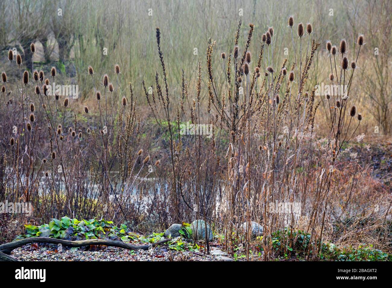 Naturgarten, tote und trockene Pflanzen, die in einem Garten als Zufluchtsort für insekt, Deutschland, ruhen Stockfoto