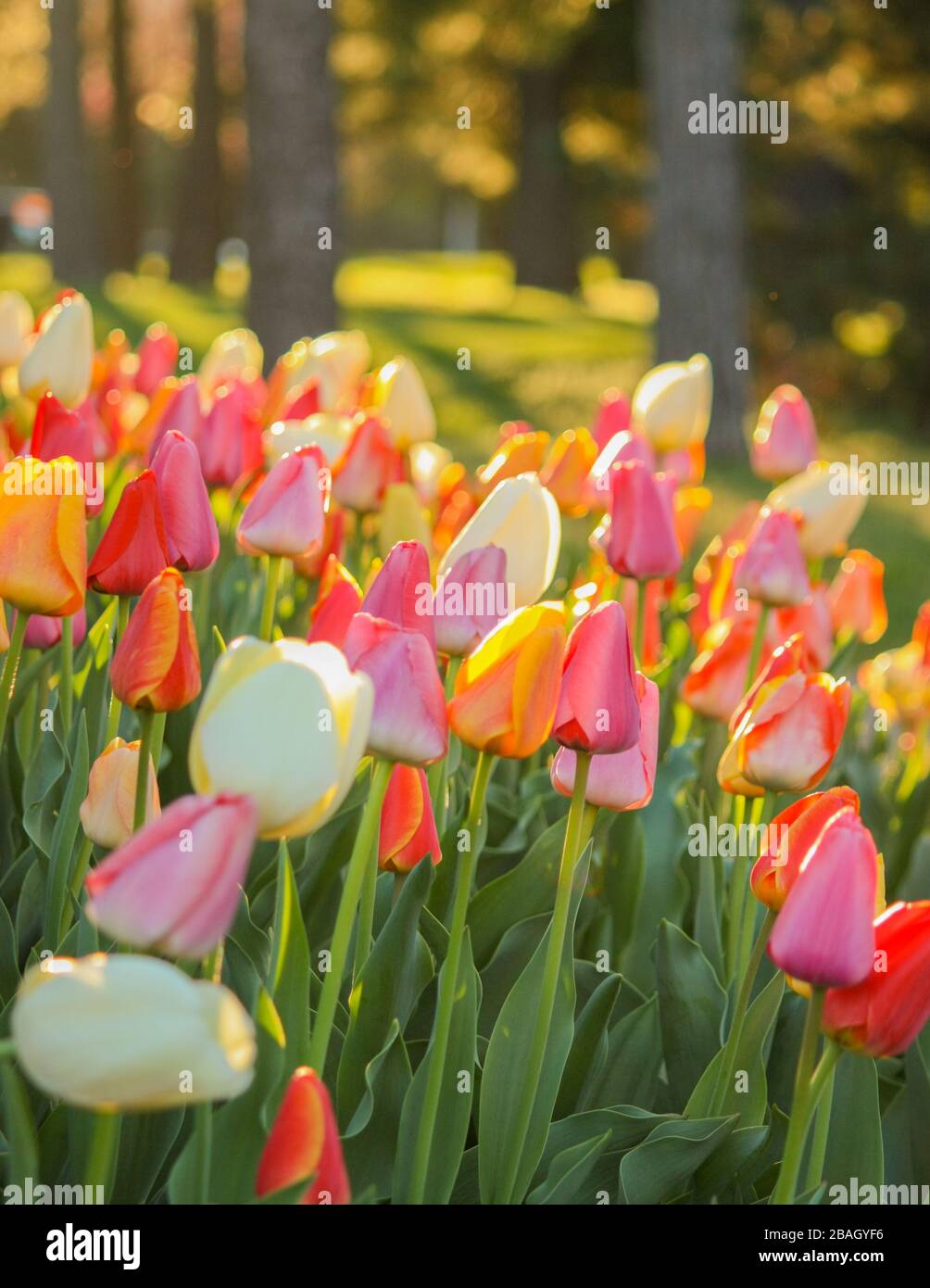 Die Schatten der Bäume in einem Stadtpark in der Dämmerung heben einen Garten von hellen farbigen Tulpen bereit, um die Morgensonne zu genießen- Vertikal. Stockfoto