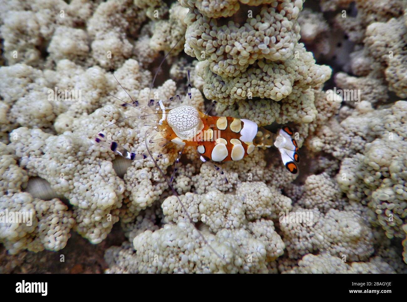 Königreich Tonga – Pazifischer Clown Anemone Shrimp auf der Insel Vavaʻu Stockfoto